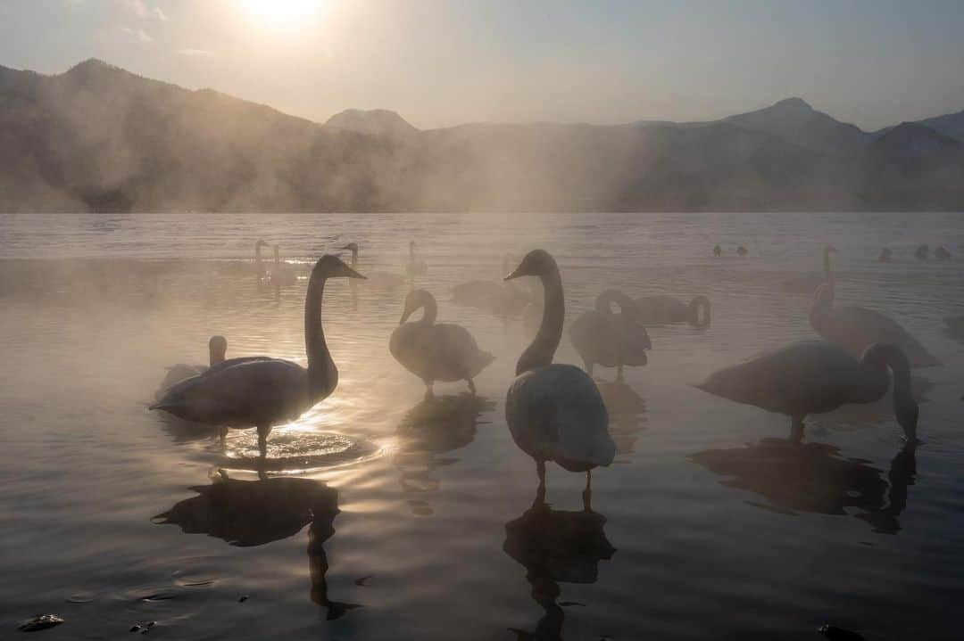 Michael Yamashitaのインスタグラム：「Swan Lake: Whooper Swans on Lake Kussharu, Akan Mashu National Park, Hokkaido, Japan.  These “snowbirds” from Siberia stop here every winter on their migratory path way to breeding grounds further south. Though this caldera lake is almost completely frozen, the swans find open water along the banks due to the naturally heated sands and warm ground waters from volcanic hot springs that flow into it.  #whooperswans #kussharo #hokkaido #akanmashunationalpark」