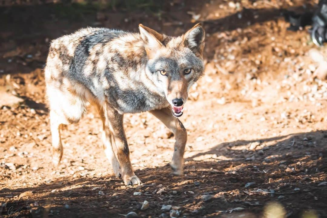 Rylaiのインスタグラム：「A wild girl and her wild heart ♥️   Canids are known as man’s best friend, but what do we do to reciprocate that love? Come out to @jabcecc and see for yourself! Book your experience and photoshoot to get an up close look at the work being done to show these amazing animals that we love them and will do what we can to protect them!  Gear:  @canonusa 5D Mk IV  @sigmaphoto 60-600mm f/4.5-6.3 Sport  #jabcecc #coopergraham #coopergrahamphotography #coyote #coyotes #wildlife #rescue #conservation #animals #animalphotography #wildlifephotography #outside #outdoors #outdoorphotography #nature #natgeo #natgeoyourshot #yourshotphotographer #canon #canonphotography #teamcanon #shotoncanon #sigmaphoto #sigma60600 #photography #photographer #instagram #instadaily #photooftheday #happy」