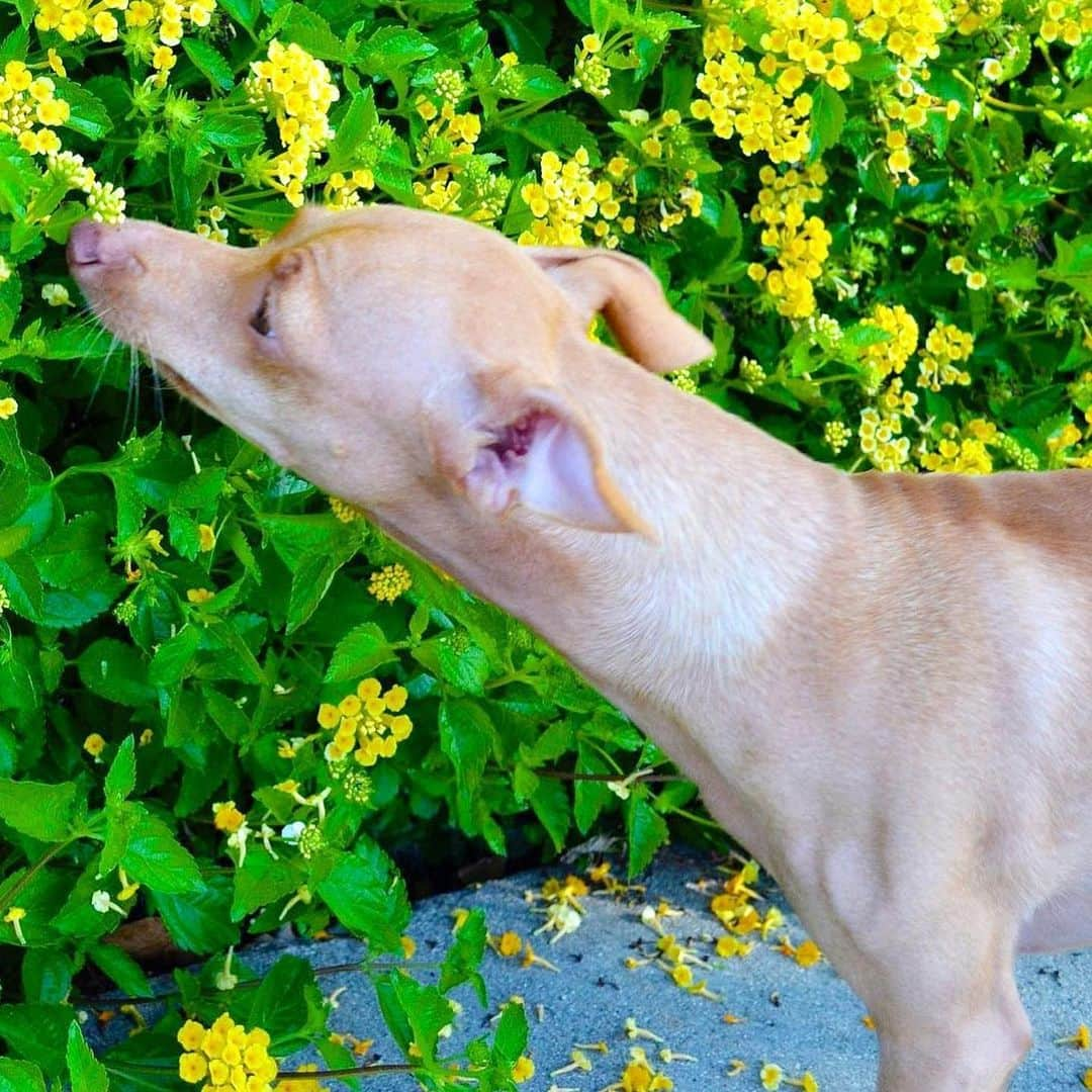 Tuna {breed:chiweenie} さんのインスタグラム写真 - (Tuna {breed:chiweenie} Instagram)「This is Tuna as a spring chicken. He was only 4 here 😍 Happy Spring! 🌼🌼🌼」3月21日 6時50分 - tunameltsmyheart