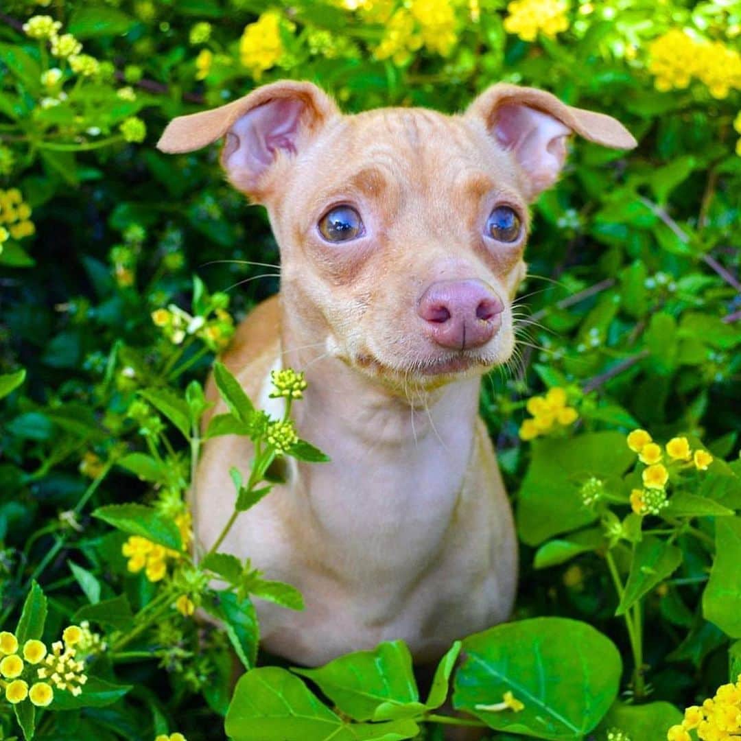 Tuna {breed:chiweenie} のインスタグラム：「This is Tuna as a spring chicken. He was only 4 here 😍 Happy Spring! 🌼🌼🌼」