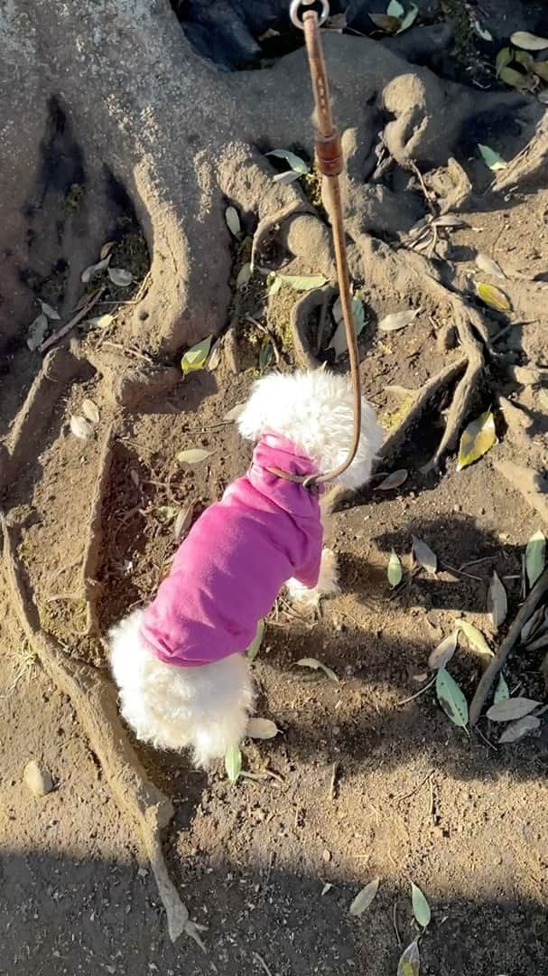 のインスタグラム：「🌳 まるのefficient walk①🐾  ✨トレーニングとして木の根っこの周りを歩かせます。４本の足で歩いて跨がせると股関節周りの筋肉を使わせることができると聞きました。  ✨肉球に適度な刺激が与えられるので、脳の活性化も期待できるようです。 関節周りに疾患がある場合は、無理せずゆるやかな坂道をゆっくり歩くのがGood👍  ✨上りは後ろ足の筋肉、下りは前足の筋肉を鍛えることにつながります。 ゆるやかな坂道をゆっくり上り下りすることは、足だけでなく全身の筋肉を使えるとの事!!  ずるってなりながらも ガンバるハイシニアまる😎✨  #いぬすたぐらむ#わんすたぐらむ#今日のわんこ#ハイシニア犬#シニア犬 #シニア犬との暮らし #instadog#fluff#dogstagram #トイプードル#toypoodle#ワンコ#幸せお届け隊#ふわもこ #ハッピードッグライフ」