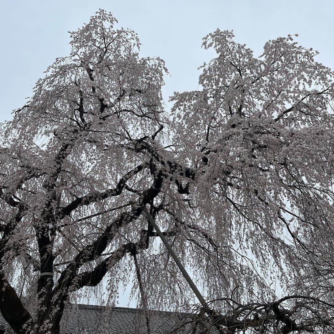 宙也さんのインスタグラム写真 - (宙也Instagram)「枝垂れ桜の満開の下。」3月21日 17時22分 - chuya_aquarius