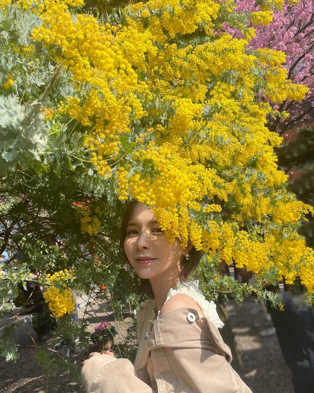 黒澤詩音さんのインスタグラム写真 - (黒澤詩音Instagram)「春爛漫！  親友たちから、私の心を明るくする贈り物をいただきました。 ミモザも、桜も、かすみ草も。 私の背中を押す木花たち。  ゴッホの絵画からアルルに憧れのある私は、ついに今年プロヴァンスのミモザを入手。大切な日に植えました。 ベランダ栽培…うまくいきますように！ 再来年には花をつけるかな？。  春になると、ふらふらとお散歩をするのが毎年の楽しみ。桜を探して遠回りをしてゆっくり歩く帰り道が好きです。 今年もそんな時間を過ごしたいと思っています。  茨木のり子さんの さくらという詩をこの季節になると頭の中でなぞるのですが、 この春は特に何度も想起しています。  最後の一節が、特に美しくも儚くて素敵なので興味のある方は是非調べてみてもらえたら嬉しいです。  侍ジャパンの勝利にも勇気づけられ、 明日からもまた、お仕事頑張ります！  #春爛漫 #春  #花 #春の花 #春の訪れ」3月21日 17時36分 - shionkurosawa_official