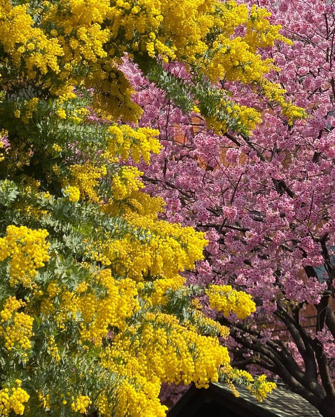 黒澤詩音さんのインスタグラム写真 - (黒澤詩音Instagram)「春爛漫！  親友たちから、私の心を明るくする贈り物をいただきました。 ミモザも、桜も、かすみ草も。 私の背中を押す木花たち。  ゴッホの絵画からアルルに憧れのある私は、ついに今年プロヴァンスのミモザを入手。大切な日に植えました。 ベランダ栽培…うまくいきますように！ 再来年には花をつけるかな？。  春になると、ふらふらとお散歩をするのが毎年の楽しみ。桜を探して遠回りをしてゆっくり歩く帰り道が好きです。 今年もそんな時間を過ごしたいと思っています。  茨木のり子さんの さくらという詩をこの季節になると頭の中でなぞるのですが、 この春は特に何度も想起しています。  最後の一節が、特に美しくも儚くて素敵なので興味のある方は是非調べてみてもらえたら嬉しいです。  侍ジャパンの勝利にも勇気づけられ、 明日からもまた、お仕事頑張ります！  #春爛漫 #春  #花 #春の花 #春の訪れ」3月21日 17時36分 - shionkurosawa_official