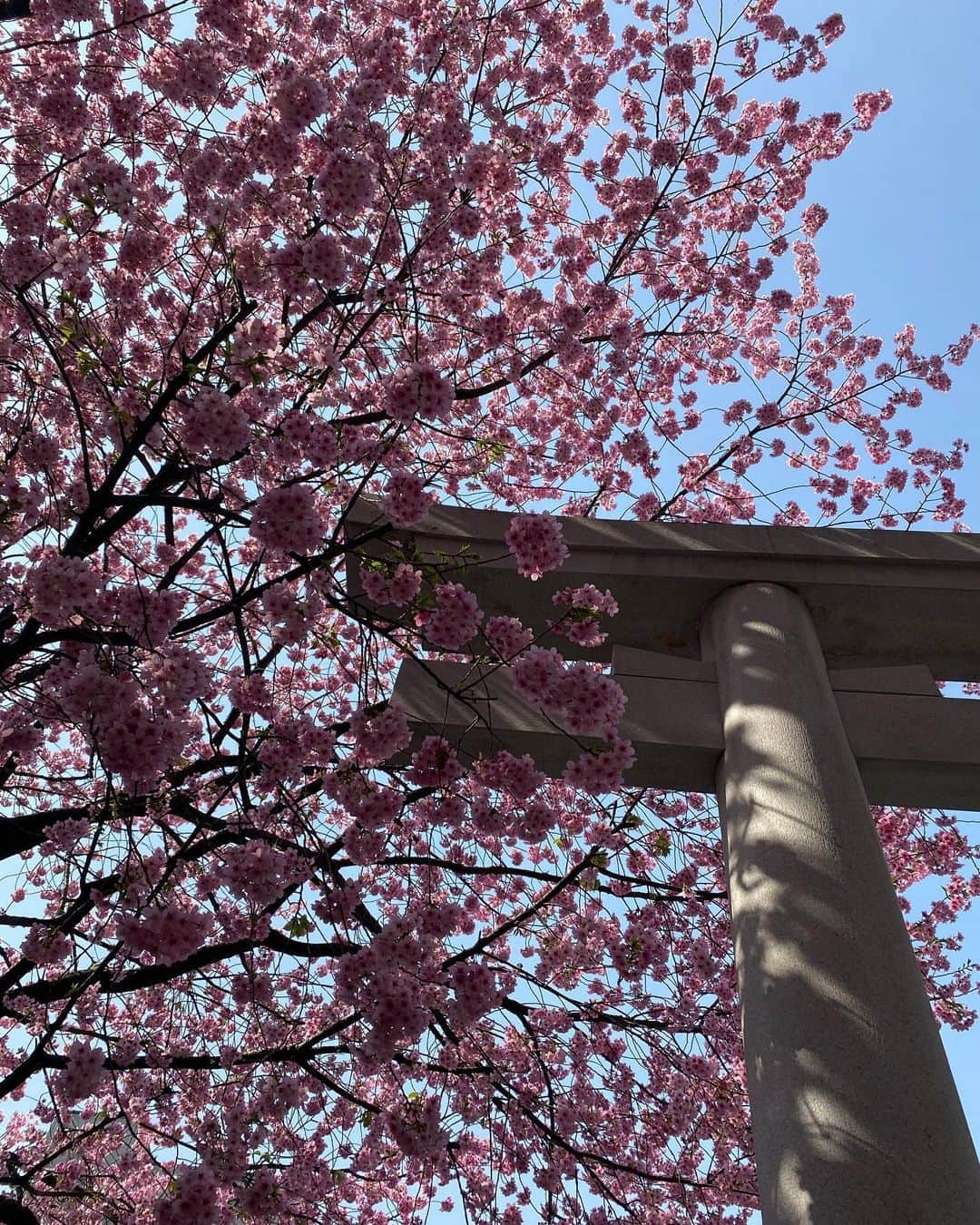 黒澤詩音さんのインスタグラム写真 - (黒澤詩音Instagram)「春爛漫！  親友たちから、私の心を明るくする贈り物をいただきました。 ミモザも、桜も、かすみ草も。 私の背中を押す木花たち。  ゴッホの絵画からアルルに憧れのある私は、ついに今年プロヴァンスのミモザを入手。大切な日に植えました。 ベランダ栽培…うまくいきますように！ 再来年には花をつけるかな？。  春になると、ふらふらとお散歩をするのが毎年の楽しみ。桜を探して遠回りをしてゆっくり歩く帰り道が好きです。 今年もそんな時間を過ごしたいと思っています。  茨木のり子さんの さくらという詩をこの季節になると頭の中でなぞるのですが、 この春は特に何度も想起しています。  最後の一節が、特に美しくも儚くて素敵なので興味のある方は是非調べてみてもらえたら嬉しいです。  侍ジャパンの勝利にも勇気づけられ、 明日からもまた、お仕事頑張ります！  #春爛漫 #春  #花 #春の花 #春の訪れ」3月21日 17時36分 - shionkurosawa_official
