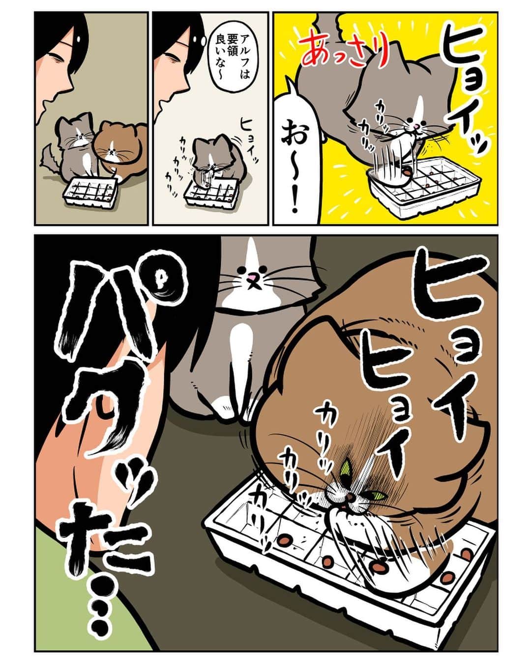 鴻池剛さんのインスタグラム写真 - (鴻池剛Instagram)「猫もパクる #猫漫画」3月21日 17時41分 - tsuyoshiwood