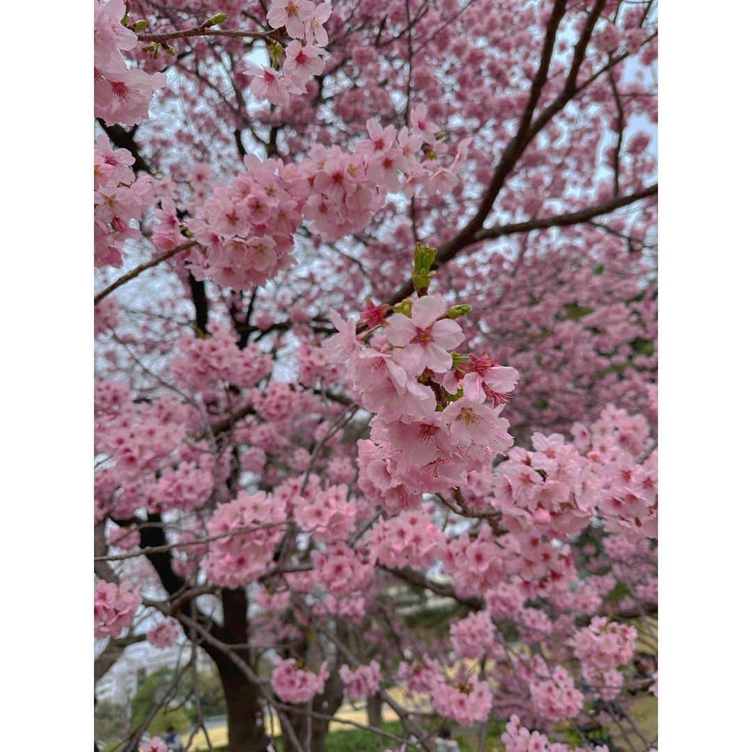 井本彩花さんのインスタグラム写真 - (井本彩花Instagram)「．  🌸🌸🌸  最近暖かくなってきましたね。 本日 春分の日を境に 夏に向けて日中が長くなっていくそうです☀️ ((ネット情報  桜って美しいですよね。 桜の花言葉、この機会に調べて見てください😌  満開の桜も素敵だけど、 桜吹雪のような 花びらが舞い落ちる描写が儚くて好きです。  満開を迎える頃なのに天気が心配だ〜🥲」3月21日 17時50分 - imoto_ayaka_official