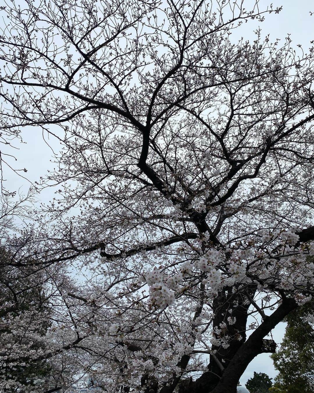 高岡早紀 さんのインスタグラム写真 - (高岡早紀 Instagram)「今日の一枚。 曇り空の桜。 これもまた素敵。。」3月21日 17時58分 - saki_takaoka
