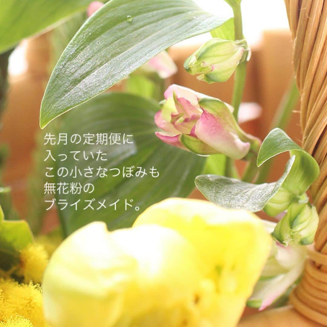 雑誌『花時間』さんのインスタグラム写真 - (雑誌『花時間』Instagram)「お花屋さんに並んでいるお花に「無花粉」の花があるって、知っていましたか？  花時間（@hanajikan_magazine）です。  花粉と聞くだけで、ゾワゾワしちゃう人もいそう。最近は無花粉スギの開発なんて話題も耳にしますよね。  お花には、じつは以前から花粉の出ないタイプの品種も登場しているんです。  ガーベラやユリ、トルコギキョウなどがよく知られるところですが、写真のアルストロメリアの「ブライズメイド」もそう。  定期便のお花のひとつとして、私の家にやってきたのは、先月の2月11日…。  私が特別にマメなほうでも、なんでもないのに、ひと月以上もきれいに咲いています😱😱😱  植物は子孫を残すために花を咲かせ、受粉して、種子を作りますよね。  受粉の大事なもととなる花粉がないと、タネを作るために活動を切り替えることがなく、花は長く咲くそうなんです。  無花粉の花があるとは知っていたけど、その実力を目の当たりにして、ひたすらびっくりしています。  お花屋さんの皆さま、無花粉の品種だとわかったら、花名カードに「長もちだよ！」と明記しておくことをオススメします！  では、本日もお疲れさまでした。明日も元気smile😊😊😊で頑張りましょう！ byピーターパン  【花時間ニュース】 💜『花時間』から、花の定期便がスタートしました🥰　世界でここだけのバラと旬花が届く嬉しいサービスです💕  💜『花時間2023秋冬』〈春夏秋冬。季節のリース〉大好評発売中！  💜2023年『花時間』カレンダー絶賛発売中！  💜『花と短歌でめぐる 二十四節気 花のこよみ』大好評発売中  すべて @hanajikan_magazine のプロフィールのリンクから飛べます✈️  『花時間』本誌や書籍は全国の書店、ネット書店でも発売中✨  #花時間 #フラワーアレンジ #花粉 #花が好き #花が好きな人と繋がりたい #花を飾る #花を飾る生活 #花屋さんへ行こう」3月21日 17時59分 - hanajikan_magazine