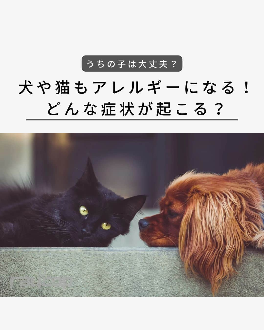 レイコップ・ジャパン株式会社のインスタグラム：「. 犬や猫も、人間と同じようにアレルギーになることがあります。  人はくしゃみや鼻水などの症状が出ることが多いですが 犬や猫の場合は皮膚症状に現れることが多いです。  大切なペットのためにも アレルギー物質をこまめに取り除いて 快適に暮らせる環境を整えたいですね。  ……………………………………………………  ▼詳しくはプロフィールリンクから @raycop_japan   ……………………………………………………  #レイコップ #raycop #ふとんクリーナー #布団クリーナー #布団掃除機 #ダニ対策 #ハウスダスト #ハウスダスト対策 #ハウスダスト除去 #掃除機 #掃除機購入 #動物アレルギー #猫アレルギー #犬アレルギー #犬アレルギーと犬の暮らし #猫アレルギー対策」