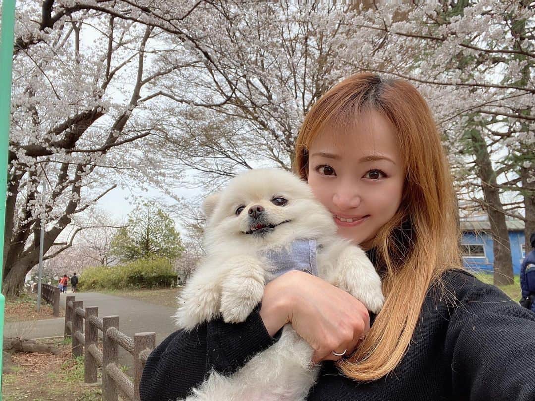 葵ゆりかのインスタグラム：「おもちと桜ってよく似合う🐶🌸 さくらもち❤️  今、すでに7分咲きから満開の、埼玉県さいたま市の、 #与野公園　🌸 とっても綺麗でした💕  #さいたま　#さいたま市　#桜　#🌸　#cherryblossom #🌸#お花見 #ポメラニアン」