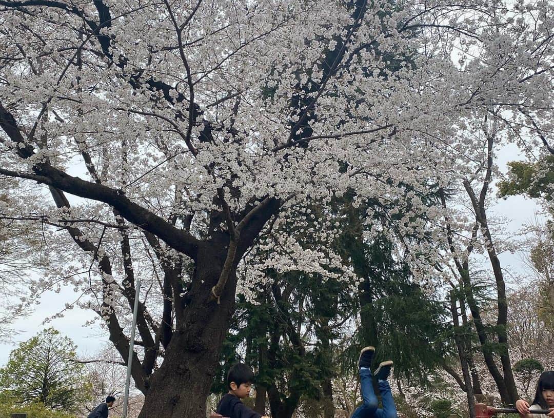 葵ゆりかさんのインスタグラム写真 - (葵ゆりかInstagram)「おもちと桜ってよく似合う🐶🌸 さくらもち❤️  今、すでに7分咲きから満開の、埼玉県さいたま市の、 #与野公園　🌸 とっても綺麗でした💕  #さいたま　#さいたま市　#桜　#🌸　#cherryblossom #🌸#お花見 #ポメラニアン」3月21日 18時18分 - yuriyuricchi