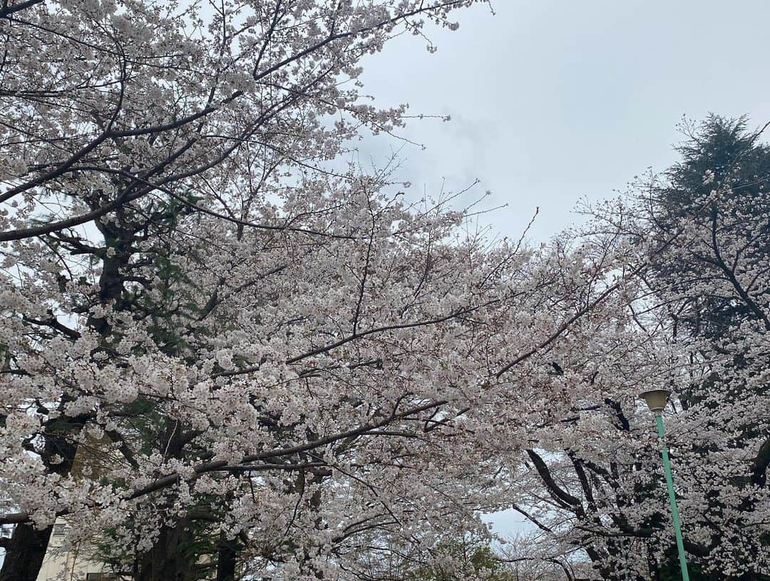 葵ゆりかさんのインスタグラム写真 - (葵ゆりかInstagram)「おもちと桜ってよく似合う🐶🌸 さくらもち❤️  今、すでに7分咲きから満開の、埼玉県さいたま市の、 #与野公園　🌸 とっても綺麗でした💕  #さいたま　#さいたま市　#桜　#🌸　#cherryblossom #🌸#お花見 #ポメラニアン」3月21日 18時18分 - yuriyuricchi