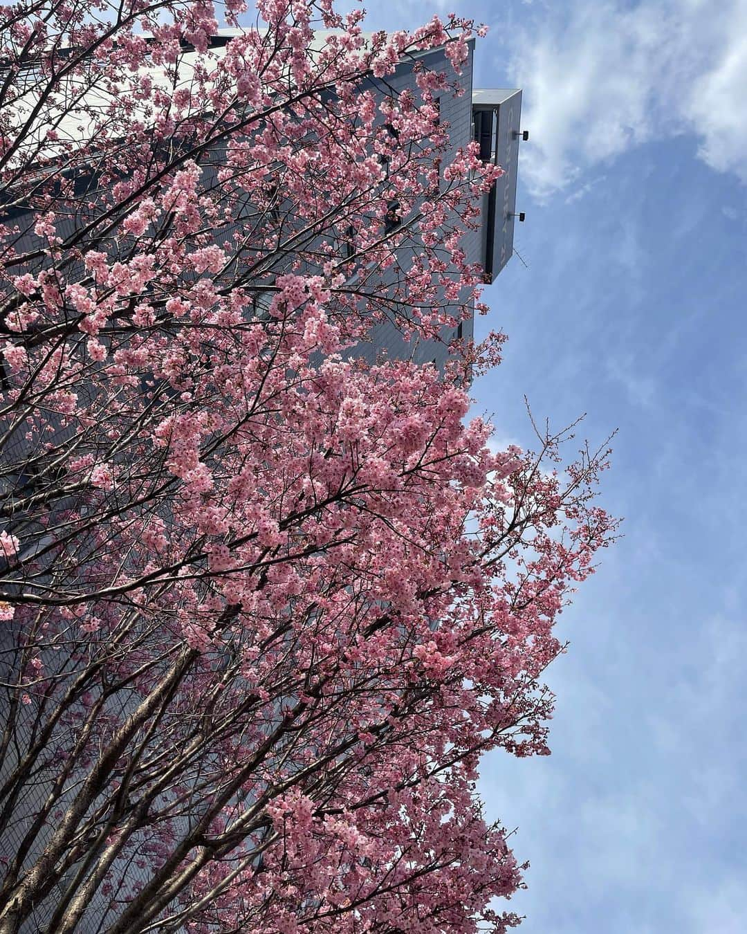 熊澤枝里子さんのインスタグラム写真 - (熊澤枝里子Instagram)「そろそろだね🌸 明日こそ見に行きたい☺️」3月21日 18時28分 - kumazawa_eriko