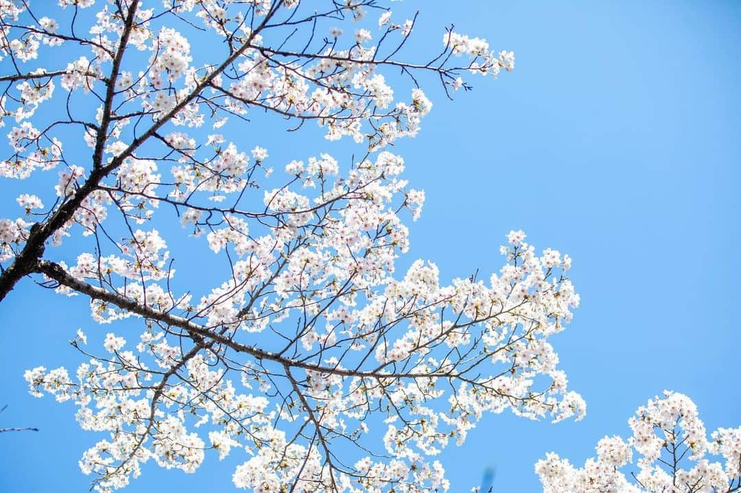 八芳園さんのインスタグラム写真 - (八芳園Instagram)「日本庭園の桜は、まもなく見ごろを迎えます。  桜の華やかさに誘われて、鳥たちも庭園を訪れています。 春爛漫の風景を八芳園でお愉しみくださいませ。  The cherry blossoms in the Japanese garden will soon be at their best.  《撮影日:2023/3/20(月)》  🌸🌸🌸  #八芳園 #happoen #お花見 #ソメイヨシノ #桜 #日本庭園 #はなすたぐらむ #flowerstagram #flower_daily #花のある暮らし #はなまっぷ #sakura #お花見スポット  #カメラ部 #キリトリセカイ #写真好きな人と繋がりたい #カメラ好きな人と繋がりたい #ファインダー越しの私の世界  #japanesegarden #tokyotokyo #tokyotrip #japan_of_insta #jp_mood #jp_gallery #dreamyphoto #wonderful_places #bestphoto_japan #japan_daytime_view」3月21日 9時52分 - happoen