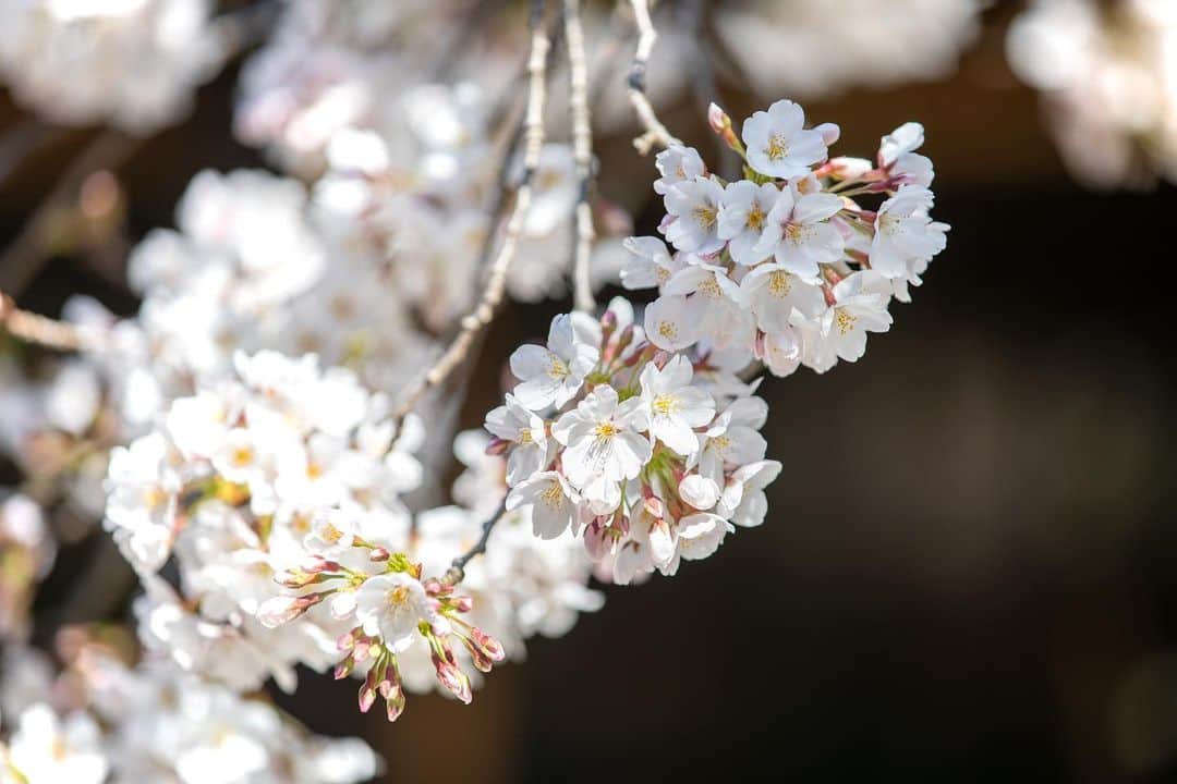 八芳園さんのインスタグラム写真 - (八芳園Instagram)「日本庭園の桜は、まもなく見ごろを迎えます。  桜の華やかさに誘われて、鳥たちも庭園を訪れています。 春爛漫の風景を八芳園でお愉しみくださいませ。  The cherry blossoms in the Japanese garden will soon be at their best.  《撮影日:2023/3/20(月)》  🌸🌸🌸  #八芳園 #happoen #お花見 #ソメイヨシノ #桜 #日本庭園 #はなすたぐらむ #flowerstagram #flower_daily #花のある暮らし #はなまっぷ #sakura #お花見スポット  #カメラ部 #キリトリセカイ #写真好きな人と繋がりたい #カメラ好きな人と繋がりたい #ファインダー越しの私の世界  #japanesegarden #tokyotokyo #tokyotrip #japan_of_insta #jp_mood #jp_gallery #dreamyphoto #wonderful_places #bestphoto_japan #japan_daytime_view」3月21日 9時52分 - happoen