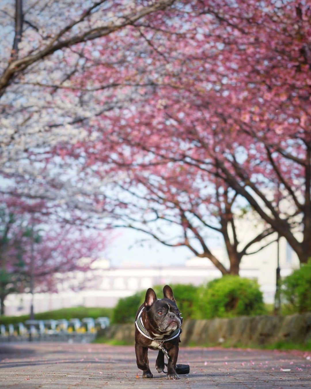 Turbo_dad フレブルのターボのインスタグラム：「🌸  #frenchbulldog #frenchbulldogsofinstagram #frenchbulldoglife #frenchbulldoglove #frenchbulldoglovers #frenchie #frenchiesofinstagram #buhi #フレンチブルドッグ #フレンチブルドッグのいる生活 #フレンチブルドッグブリンドル #フレブルのいる生活 #フレブルのいる暮らし #フレブル #ブヒ #sakura #cherryblossom #🌸 #桜 #花見」