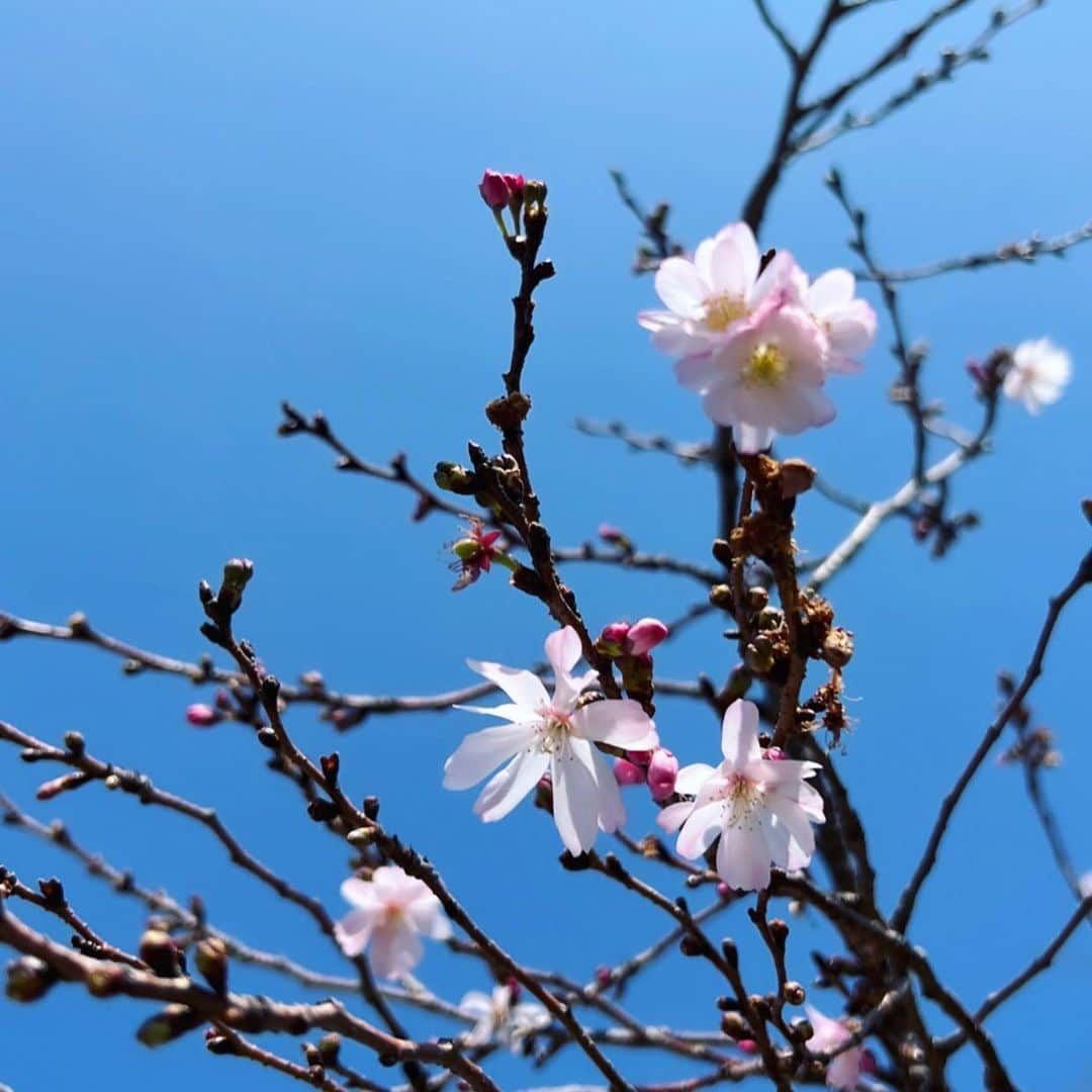 大川成美さんのインスタグラム写真 - (大川成美Instagram)「春分の日🌸桜綺麗。」3月21日 10時17分 - naru_coco