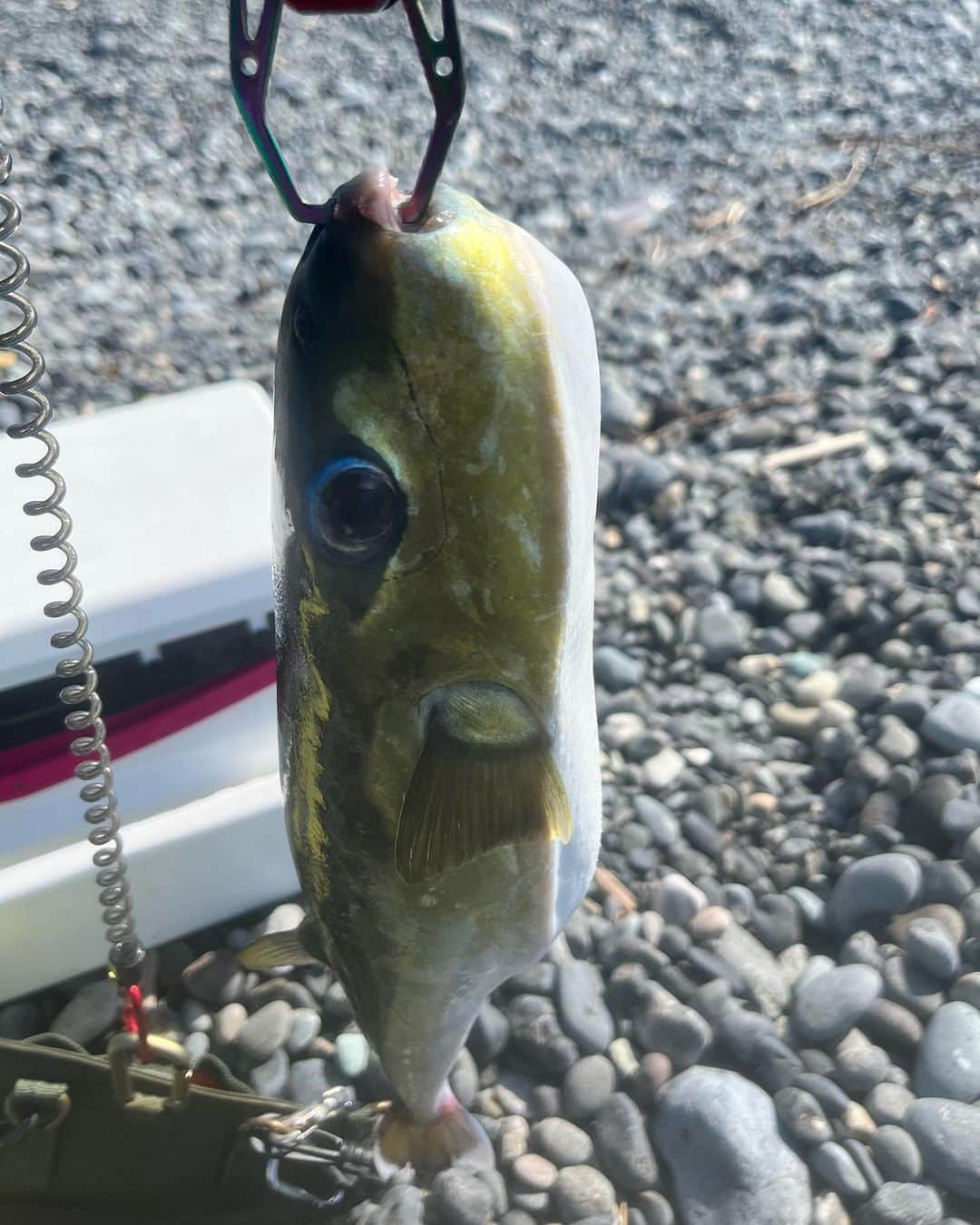 人時のインスタグラム：「昨日の1尾目はフグ♪  ジグで初めて釣りました^ ^ 30cm超えてるのって、まぁまぁサイズなのかな？レギュラーサイズなのかな？  ライトショアジギング楽しい^ ^  COSOJIG45gで♪  #cosojig」