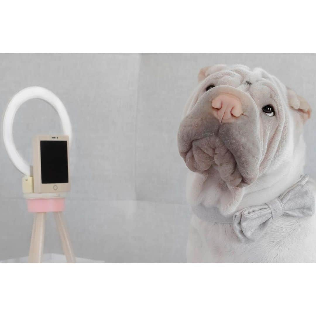 annie&pADdinGtoNのインスタグラム：「But first, let me take a selfie 🤳 #illbethereinaminute #butfirstletmetakeaselfie #lifeoflamb #lambington #sharpei #sharpeisofinstagram #sharpeisoftheworld #wrinkles #squishyfacecrew #bowties #selfie #instagood #weeklyfluff #instadaily #dog #dogsofaustralia #dogsofinstagram #ilovemydog #friday #iloveyoutothemoonandback」