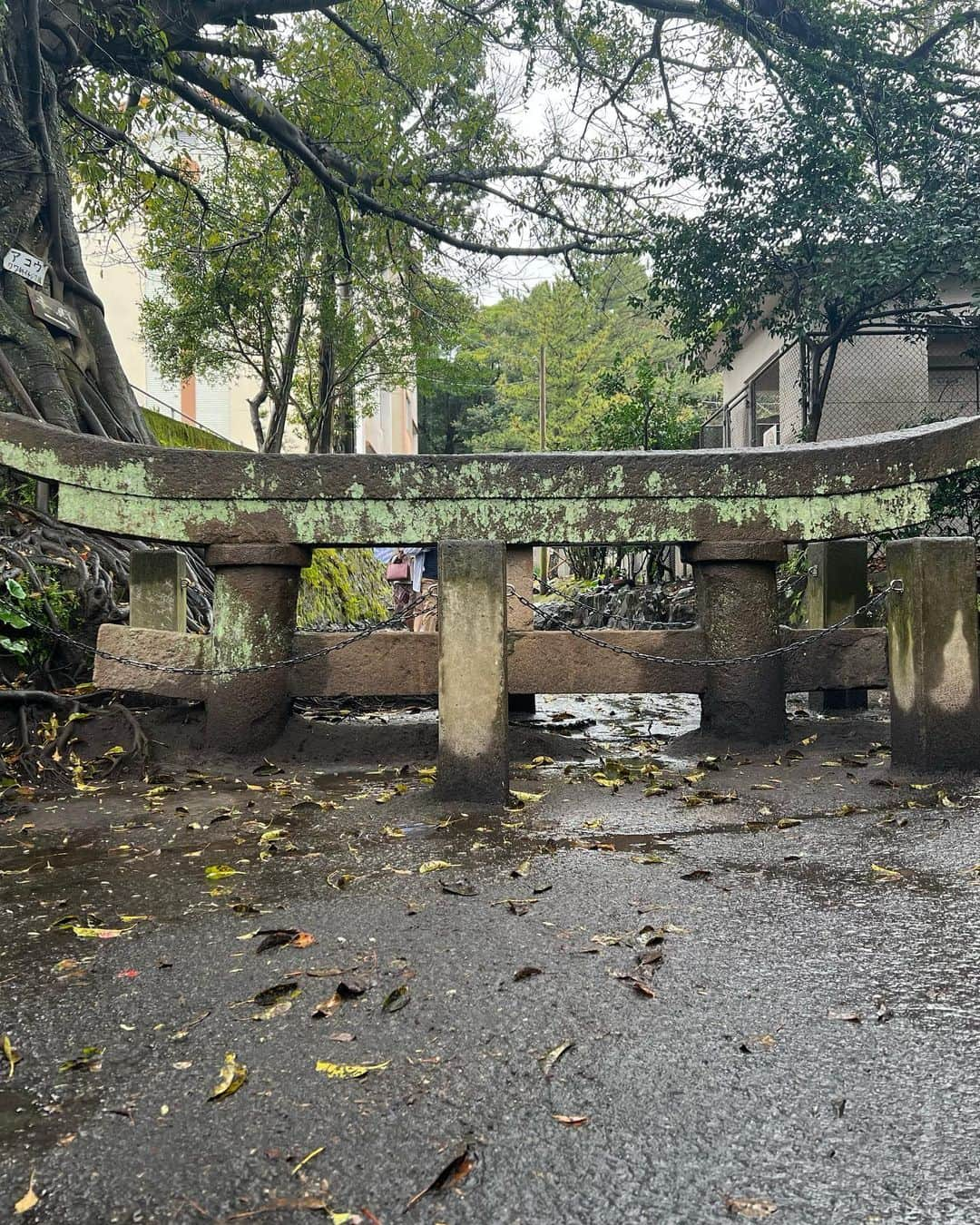 たけるさんのインスタグラム写真 - (たけるInstagram)「【最近の参拝歴】  腹五社神社（黒神神社）　鹿児島　桜島 黒神埋没鳥居（くろがみまいぼつとりい） え？？ え、え、え？？ え？？？ 埋まってました びっくりです 大正のころの桜島の大噴火の火山灰などで埋まったものを後世に残してるらしいです なんとも神秘的でびっくり 歴史も感じれですごい こんな鳥居もカッケェ。。。  #東京ホテイソン #たける #神社 #備中神楽 #桜島 #黒神埋没鳥居 #鳥居カッケェ #漫才師」3月21日 10時49分 - takayanken