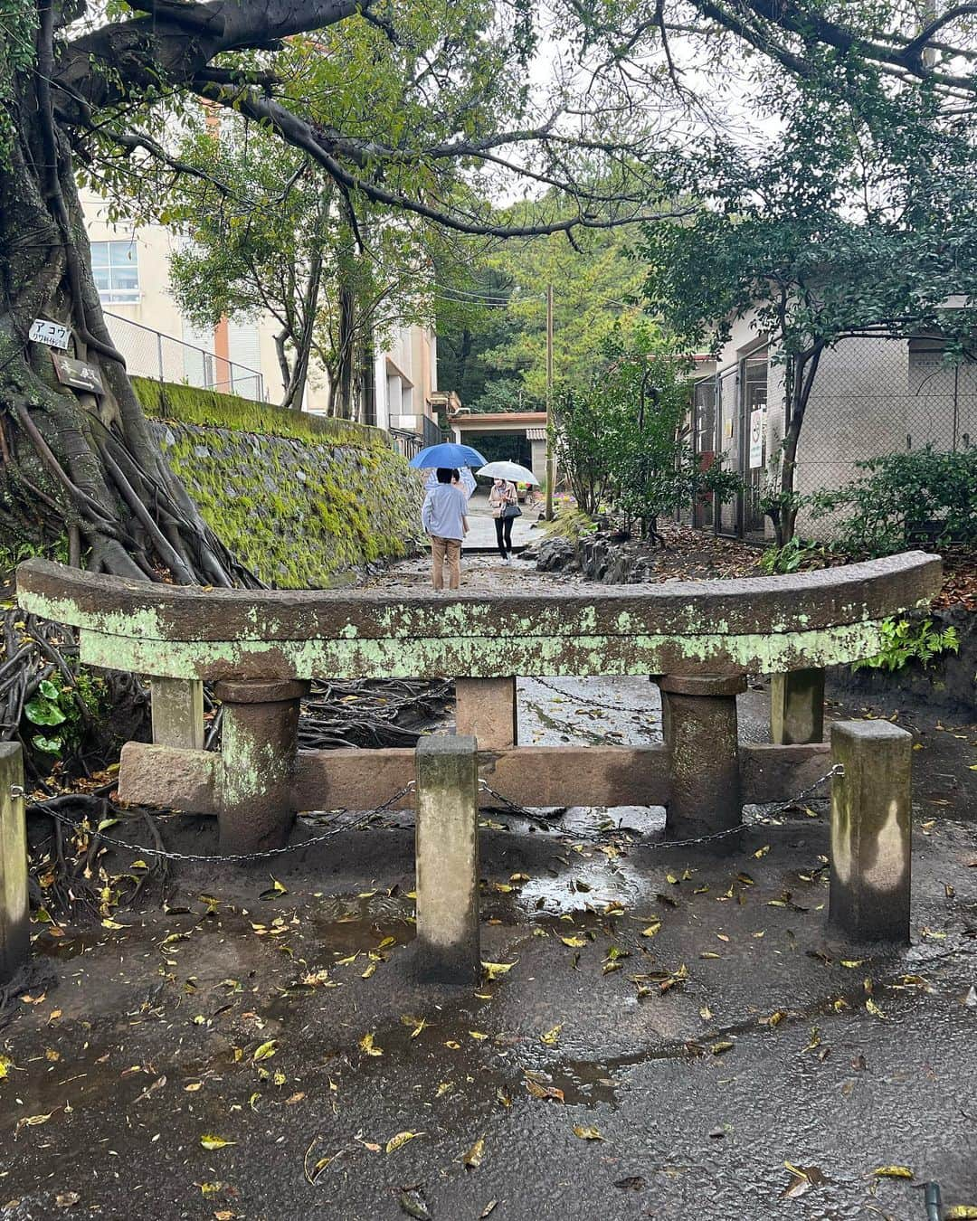 たけるさんのインスタグラム写真 - (たけるInstagram)「【最近の参拝歴】  腹五社神社（黒神神社）　鹿児島　桜島 黒神埋没鳥居（くろがみまいぼつとりい） え？？ え、え、え？？ え？？？ 埋まってました びっくりです 大正のころの桜島の大噴火の火山灰などで埋まったものを後世に残してるらしいです なんとも神秘的でびっくり 歴史も感じれですごい こんな鳥居もカッケェ。。。  #東京ホテイソン #たける #神社 #備中神楽 #桜島 #黒神埋没鳥居 #鳥居カッケェ #漫才師」3月21日 10時49分 - takayanken