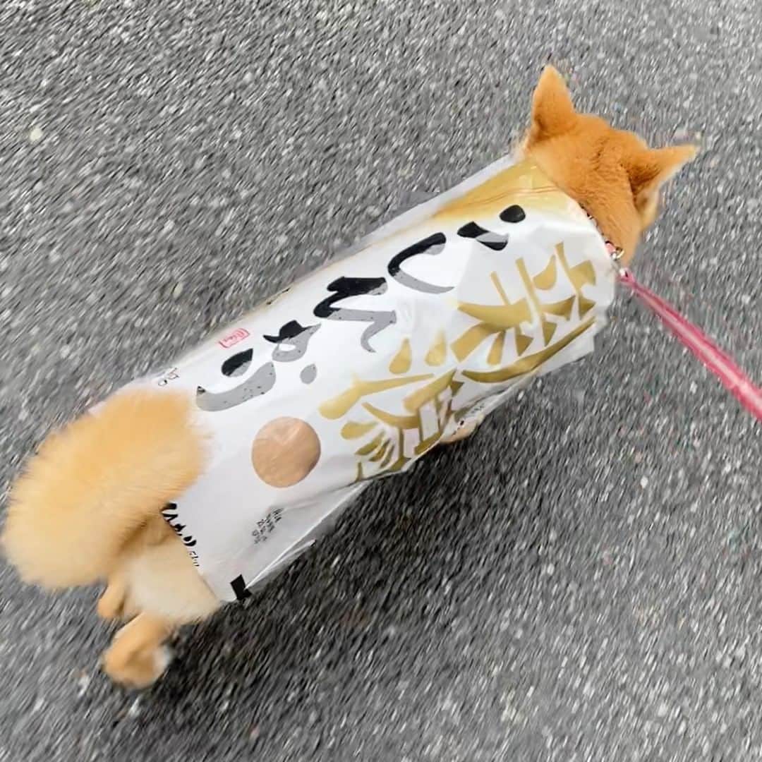 柴犬小春さんのインスタグラム写真 - (柴犬小春Instagram)「コシヒカリ黄金バージョン！ これ以上のはなかなか出てこない気がする・・・。 最近米売り場の前を通る時のモードが完全に服屋にいる時と同じなのに気付く。 #米袋 #柴犬」3月21日 11時00分 - kohachannel