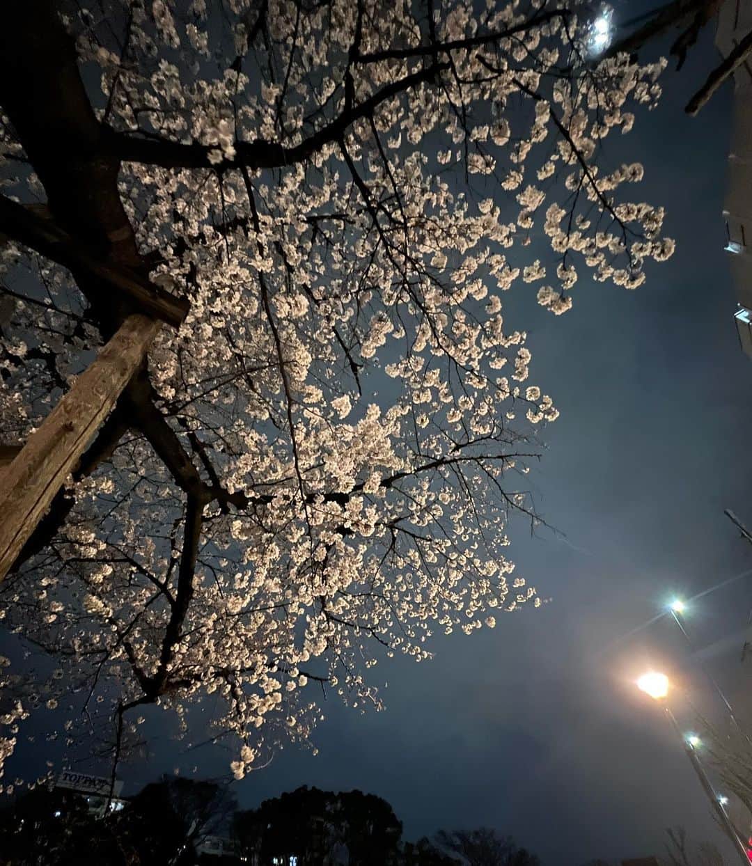中山来未のインスタグラム：「祝日㊗️㊗️㊗️  夜桜とベーグル🥯🤣 ３月も早くも終わり🤣 来月はお知らせがあります！」