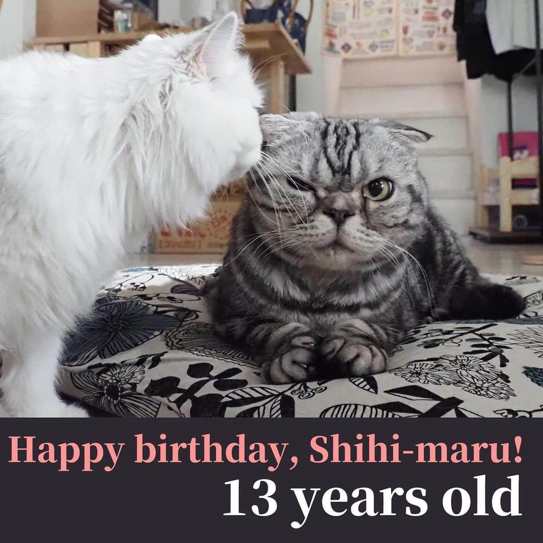 Shishi-maruのインスタグラム：「Shishi is 13years old today:)  今日はししまるの13歳の誕生日。 まるこは耳の匂いを嗅いでいます。」