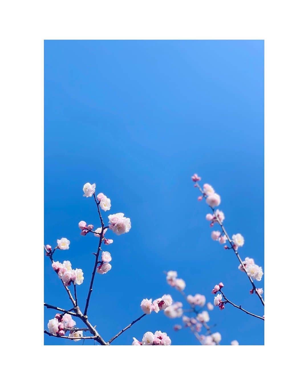 外岡えりかさんのインスタグラム写真 - (外岡えりかInstagram)「. 春になるとカメラを構える回数が自然と多くなります☺️🌸 桜の写真はまだこれからなので… 毎年春の訪れを教えてくれる梅の花📷✨  #梅 #photo #📷」3月21日 12時55分 - erica_tonooka