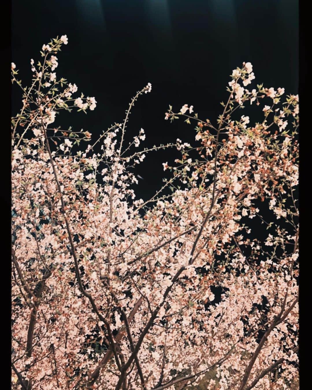 小原好美さんのインスタグラム写真 - (小原好美Instagram)「桜咲き始めたね🌸  #桜 #お花見 #この桜はもう散りはじめてる」3月21日 12時59分 - konomi_kohara0628