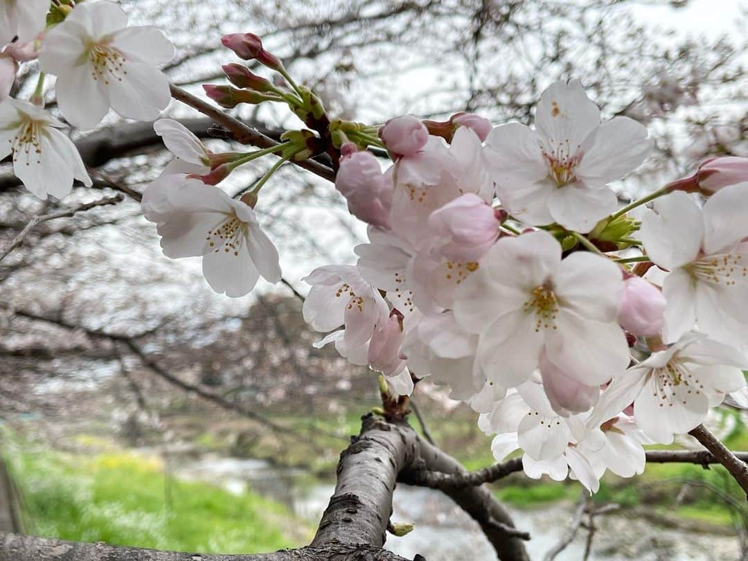 新井利佳さんのインスタグラム写真 - (新井利佳Instagram)「🌸  #櫻花 #日本櫻花 #櫻花季  #桜」3月21日 13時38分 - rika.arai