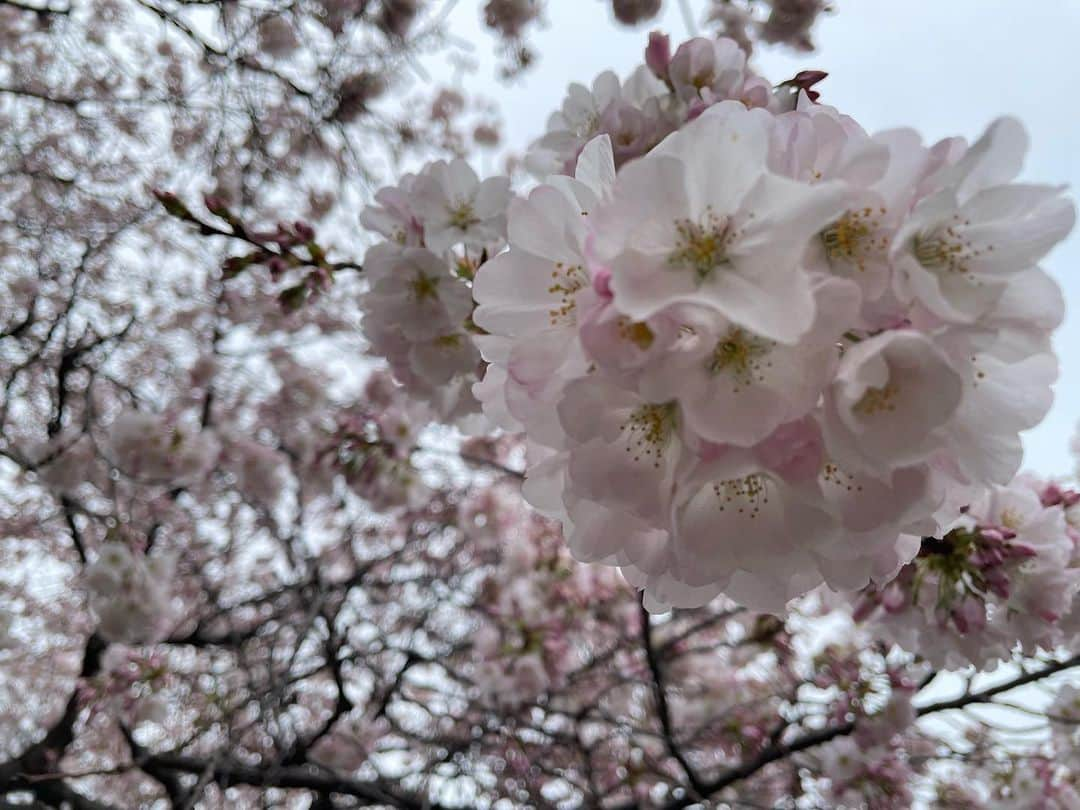 新井利佳さんのインスタグラム写真 - (新井利佳Instagram)「🌸  #櫻花 #日本櫻花 #櫻花季  #桜」3月21日 13時38分 - rika.arai