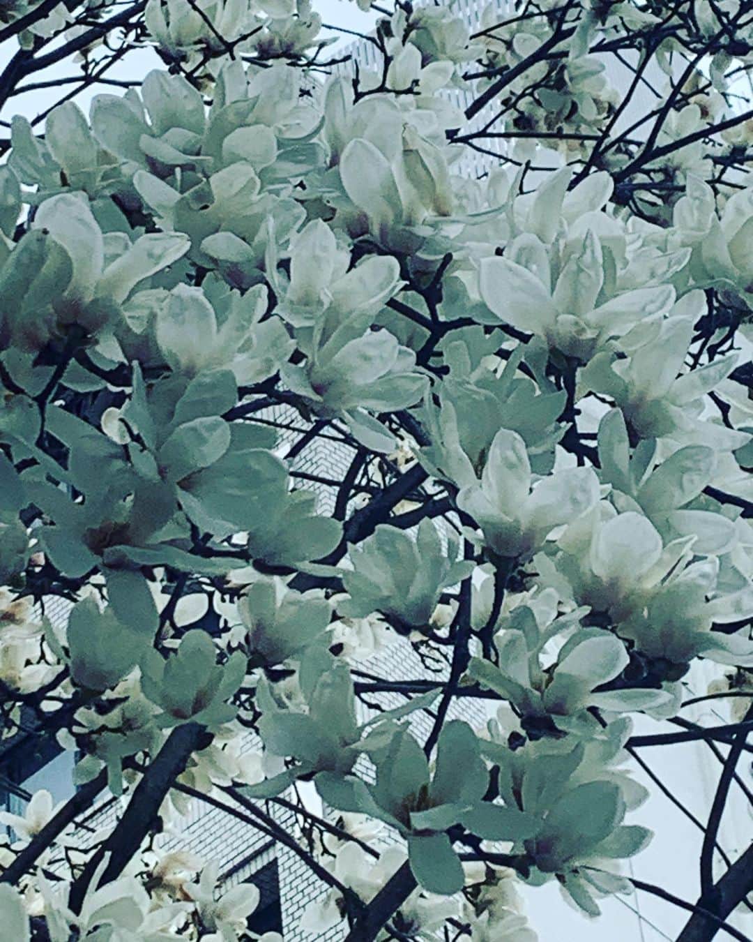 都竹悦子さんのインスタグラム写真 - (都竹悦子Instagram)「今年も見られた！東海テレビ前の桜。  花曇りの春分の日、 今日のワンスポットでは、3月12日に最後を迎えた高山市久々野町のアルコピアを取材した模様が放送されます。  飛騨、大好きな久々野ということで、ナレーションも張り切ってきます！ 今日、夕方6時10分頃放送予定。ぜひぜひご覧ください！ #東海テレビ　#ニュースワン　#ワンスポット　#ナレーター　#都竹悦子」3月21日 13時44分 - etsukotsuzuku