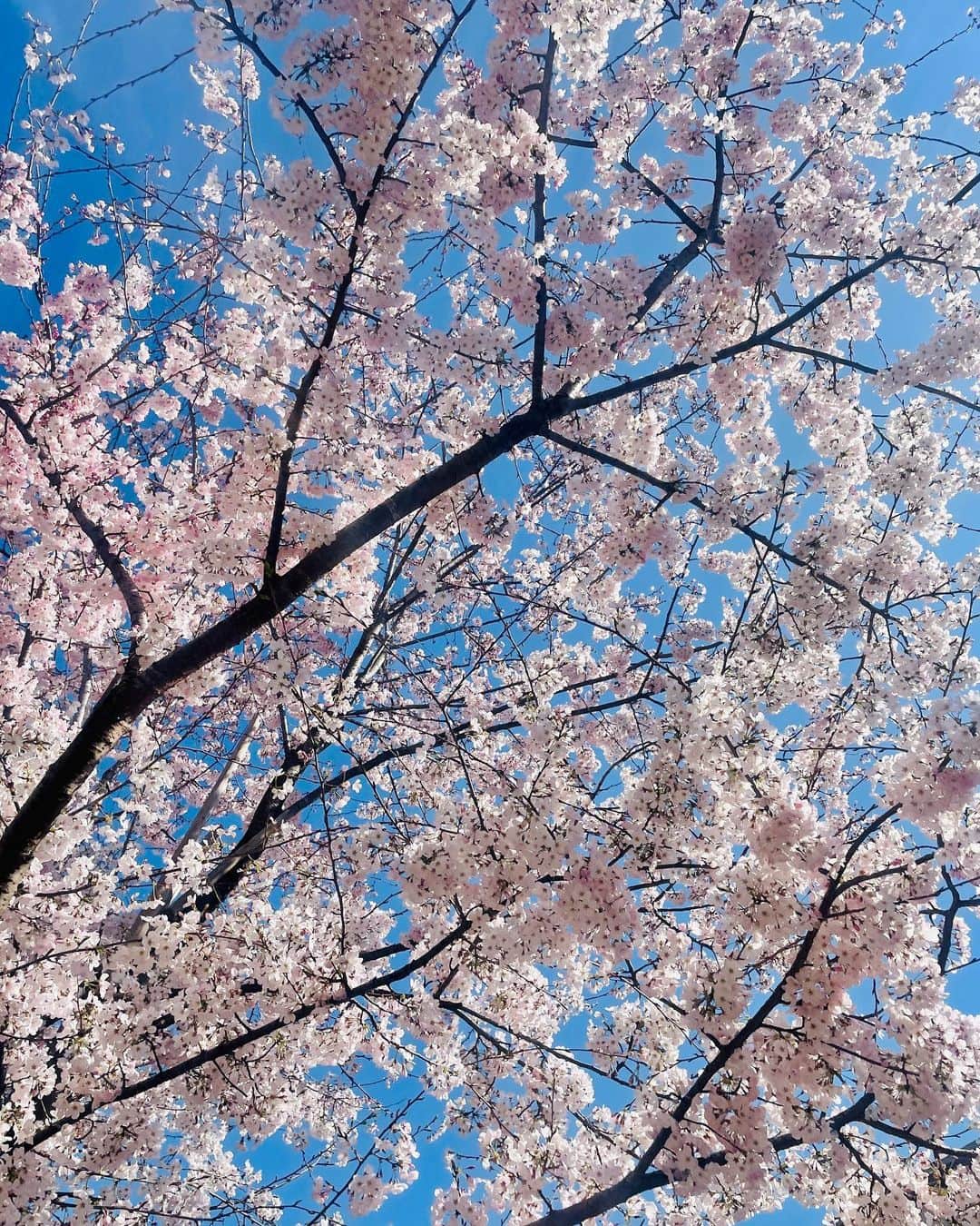 杉山明子さんのインスタグラム写真 - (杉山明子Instagram)「🌸咲いたねっ🌸  桜もけっこう開いてきて 素晴らしい季節の到来♪  雪柳も満開で素敵✨  そして、今日は宇宙元旦だね！ あけましておめでとう🌈✨  春るるるるんっ✨🌸  #桜　#さくら  #sakura  #お花見  #春　#spring #宇宙元旦　#あけましておめでとう  #お彼岸　#春分  #春分の日  #雪柳  #ユキヤナギ  #ゆきやなぎ」3月21日 14時27分 - akikopeanut