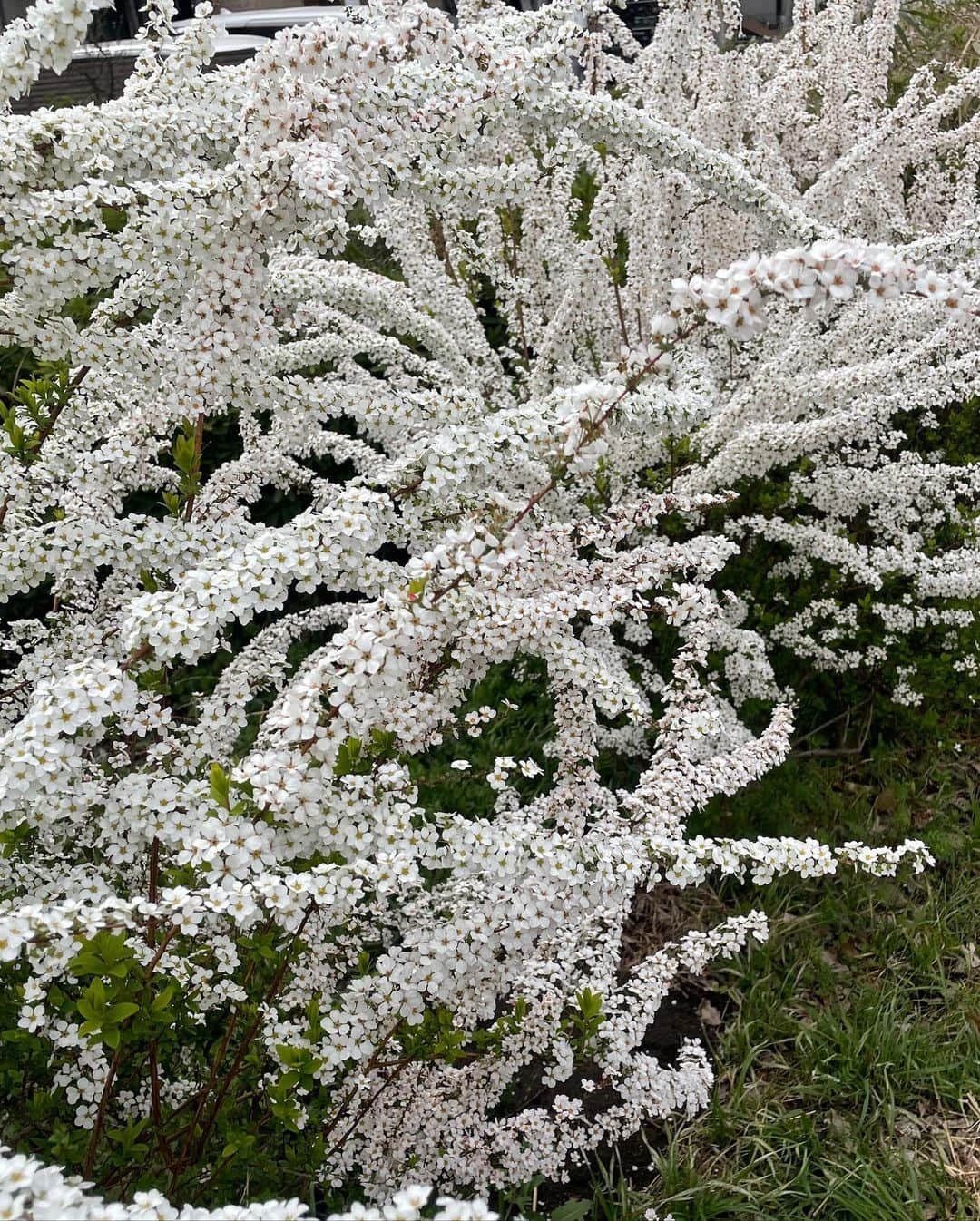 杉山明子さんのインスタグラム写真 - (杉山明子Instagram)「🌸咲いたねっ🌸  桜もけっこう開いてきて 素晴らしい季節の到来♪  雪柳も満開で素敵✨  そして、今日は宇宙元旦だね！ あけましておめでとう🌈✨  春るるるるんっ✨🌸  #桜　#さくら  #sakura  #お花見  #春　#spring #宇宙元旦　#あけましておめでとう  #お彼岸　#春分  #春分の日  #雪柳  #ユキヤナギ  #ゆきやなぎ」3月21日 14時27分 - akikopeanut