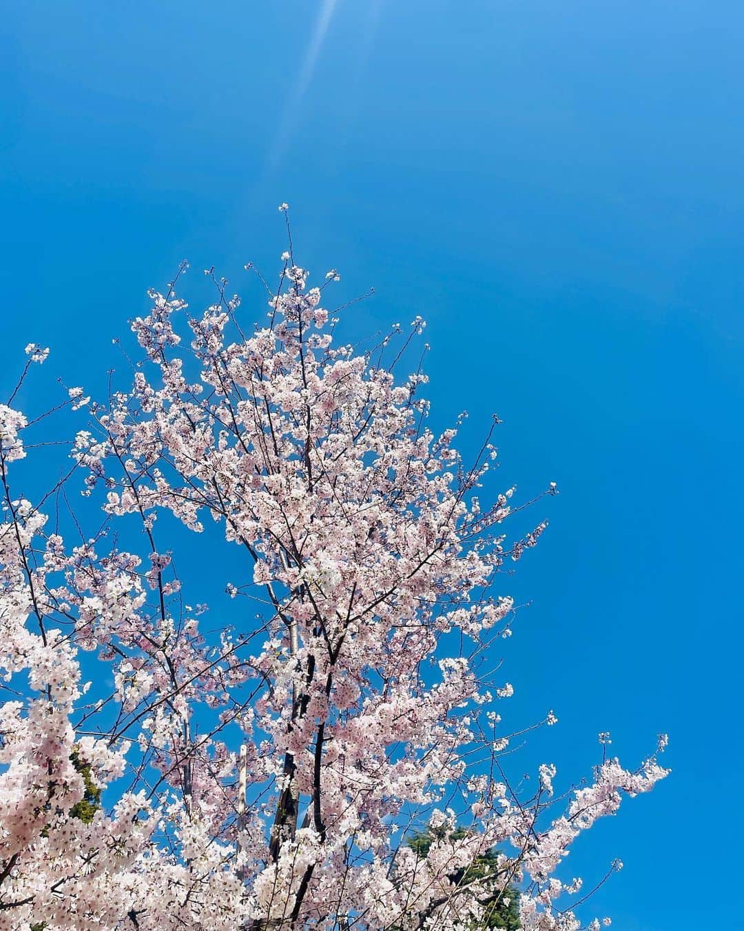 杉山明子さんのインスタグラム写真 - (杉山明子Instagram)「🌸咲いたねっ🌸  桜もけっこう開いてきて 素晴らしい季節の到来♪  雪柳も満開で素敵✨  そして、今日は宇宙元旦だね！ あけましておめでとう🌈✨  春るるるるんっ✨🌸  #桜　#さくら  #sakura  #お花見  #春　#spring #宇宙元旦　#あけましておめでとう  #お彼岸　#春分  #春分の日  #雪柳  #ユキヤナギ  #ゆきやなぎ」3月21日 14時27分 - akikopeanut