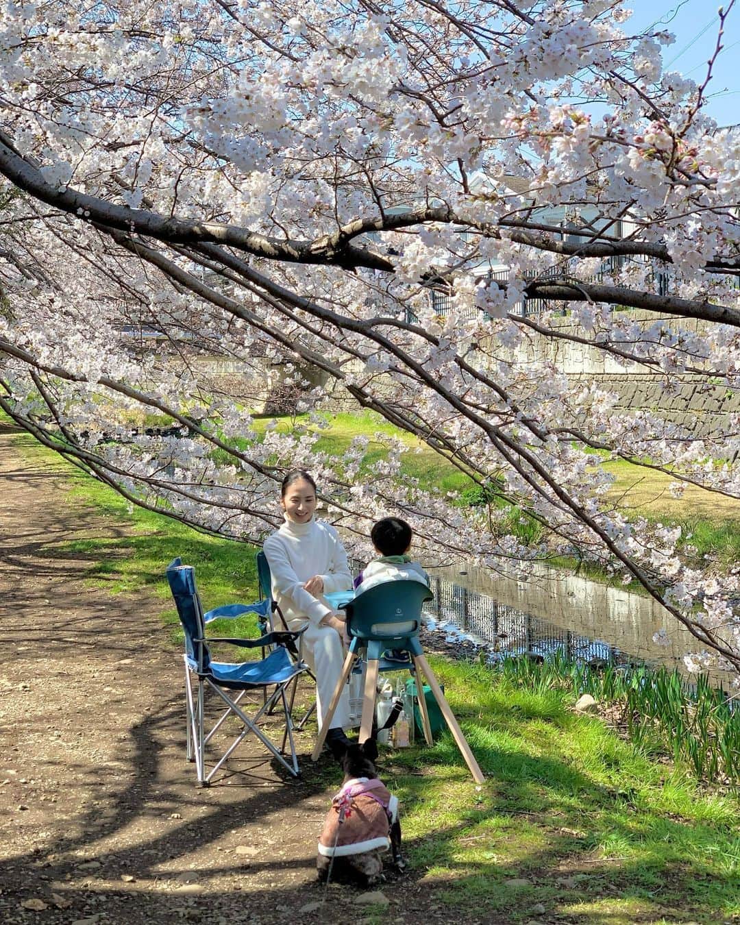 芥川舞子のインスタグラム：「ちょっとした空き時間に、サンドイッチを買って軽やかに向かってみたら...ベストタイミングでお花見ができました🌸  近所に流れている川「野川」の桜の枝は川のほとりまで延びているので、こんなにも間近で桜を拝むことができます。  混雑していてお酒を飲む人が多いお花見ばかりしてきた都会育ちの私にとって、このような静けさの中で過ごすお花見は本当に贅沢な時間でした。  1分で組み立てられる超軽量ベビーチェア @stokkejapan  はここでも大活躍でした。  #お花見できた #今年はタイミングばっちり #2023桜 #野川の桜  #ストッケクリック #ストッケのある暮らし」