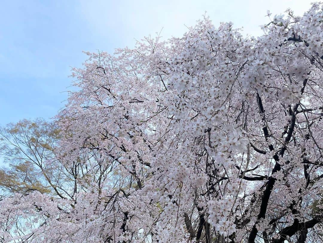 武藤彩芽さんのインスタグラム写真 - (武藤彩芽Instagram)「. . 江戸時代から続く日本庭園、 六義園へお邪魔してきました🌸  有名なこちらの枝垂れ桜の 美しさ、迫力は、 ぜひ生で見ていただきたい！  天気にも恵まれ、 とても楽しいひとときを 過ごすことができました✨」3月21日 14時43分 - mutoayame