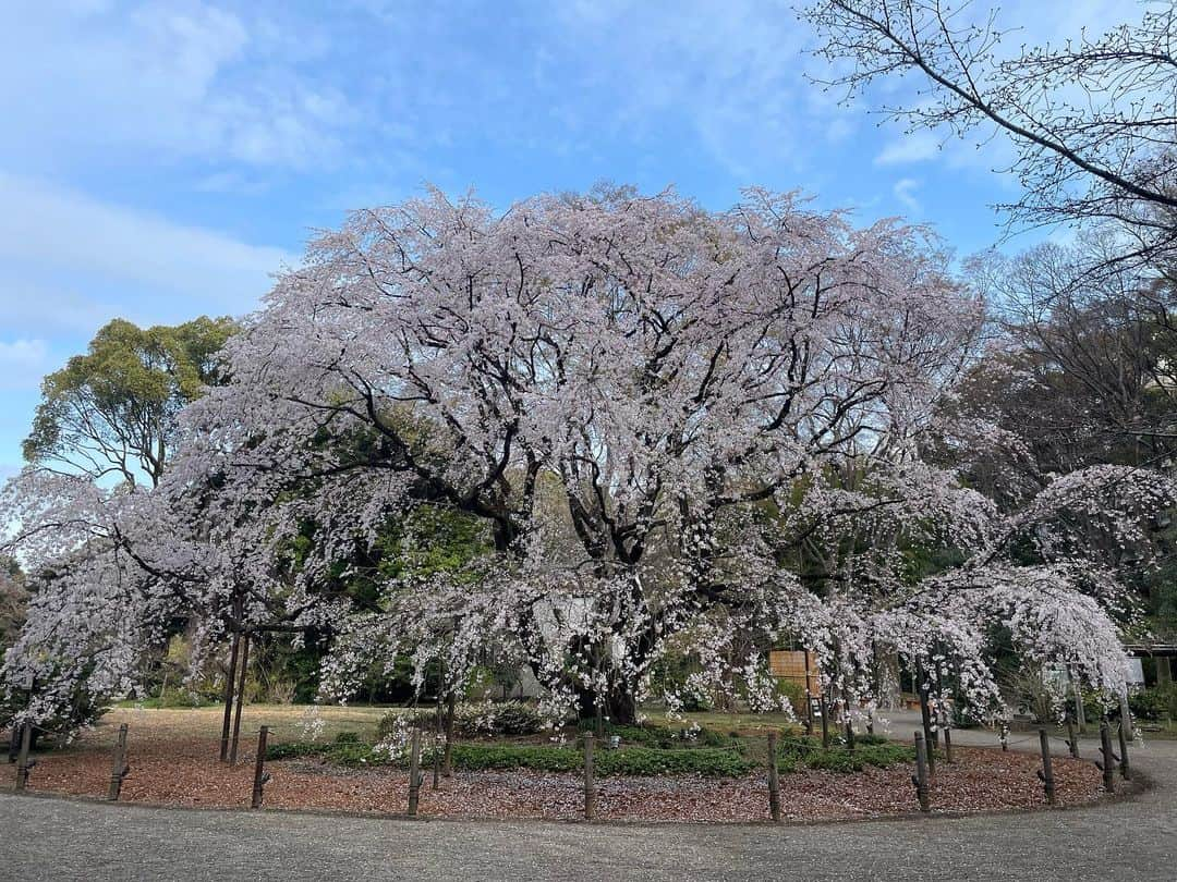 武藤彩芽さんのインスタグラム写真 - (武藤彩芽Instagram)「. . 江戸時代から続く日本庭園、 六義園へお邪魔してきました🌸  有名なこちらの枝垂れ桜の 美しさ、迫力は、 ぜひ生で見ていただきたい！  天気にも恵まれ、 とても楽しいひとときを 過ごすことができました✨」3月21日 14時43分 - mutoayame