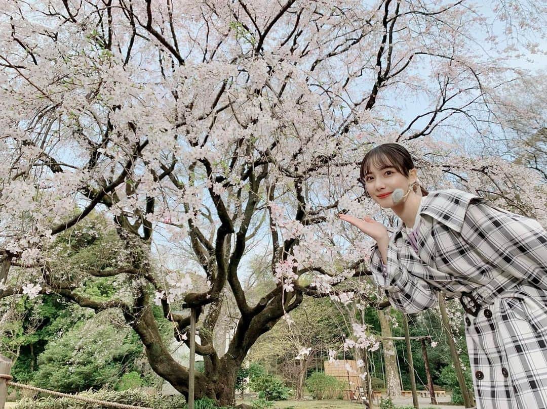 武藤彩芽のインスタグラム：「. . 江戸時代から続く日本庭園、 六義園へお邪魔してきました🌸  有名なこちらの枝垂れ桜の 美しさ、迫力は、 ぜひ生で見ていただきたい！  天気にも恵まれ、 とても楽しいひとときを 過ごすことができました✨」