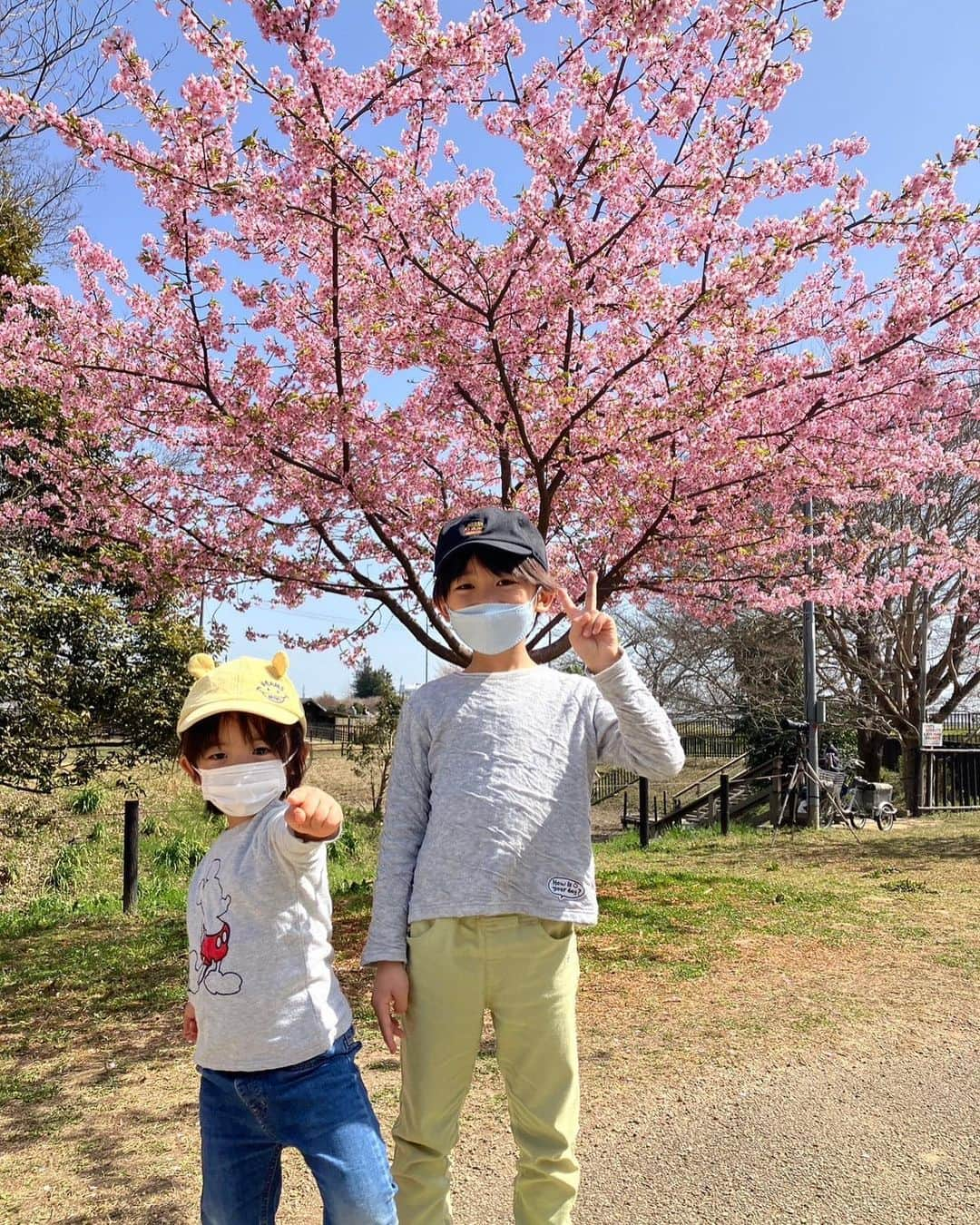 佐藤遙灯のインスタグラム：「・ はるたすの休日😘 ・ 河津桜と菜の花を見に行きました( ¨̮⋆)🌸 ・ たすくは帽子で桜をとろうと思ったけど、 まだまだ花びらは落ちる時期じゃなかったみたいで 全然落ちて来ず🤗 ・ #はるたす #兄弟揃ってミツバチに怯える #帰りにアイスをパクリ🍨 #佐藤家 #佐藤遙灯 #スペースクラフト #スペースクラフトジュニア」