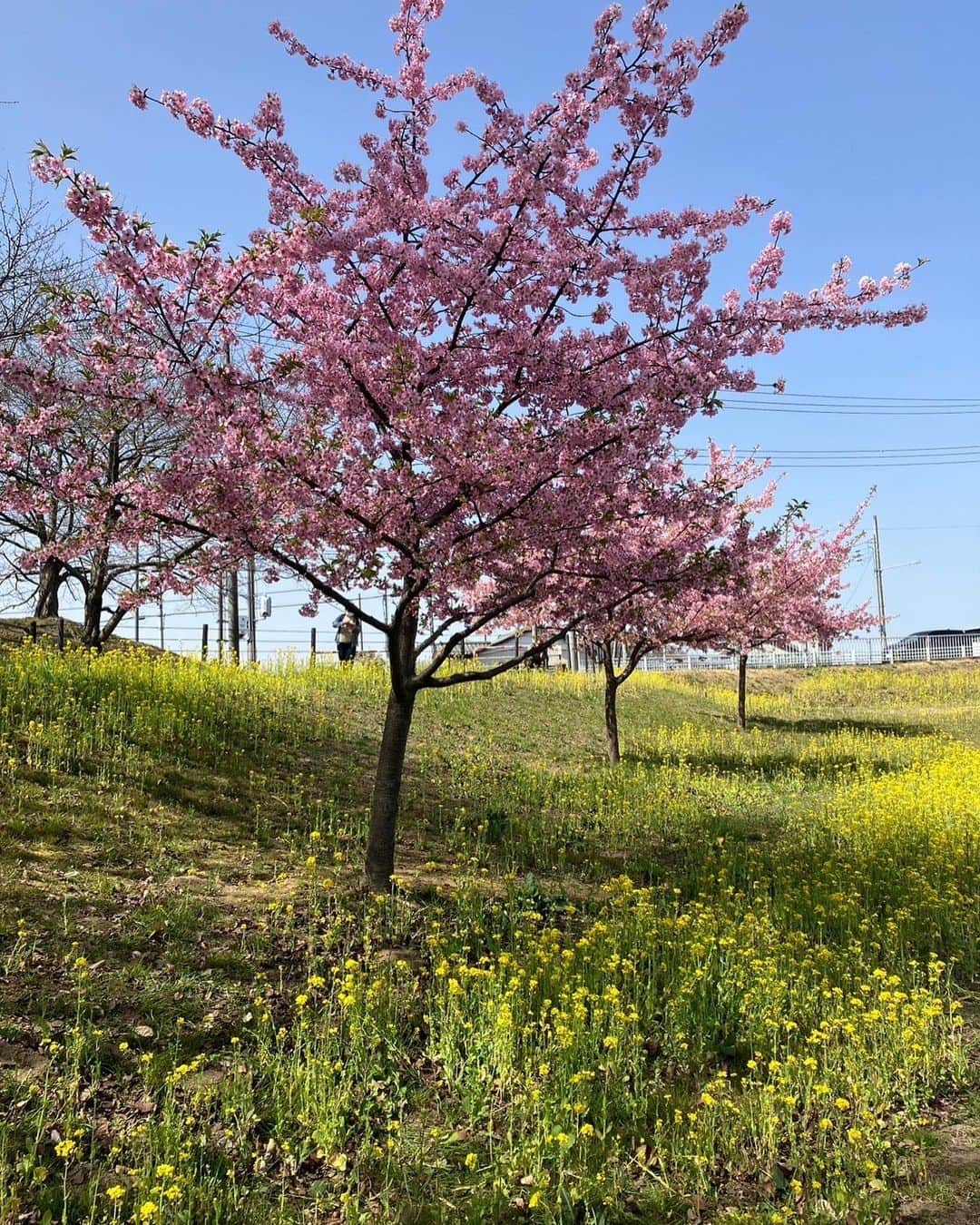 佐藤遙灯さんのインスタグラム写真 - (佐藤遙灯Instagram)「・ はるたすの休日😘 ・ 河津桜と菜の花を見に行きました( ¨̮⋆)🌸 ・ たすくは帽子で桜をとろうと思ったけど、 まだまだ花びらは落ちる時期じゃなかったみたいで 全然落ちて来ず🤗 ・ #はるたす #兄弟揃ってミツバチに怯える #帰りにアイスをパクリ🍨 #佐藤家 #佐藤遙灯 #スペースクラフト #スペースクラフトジュニア」3月21日 15時24分 - sato_haruto__official