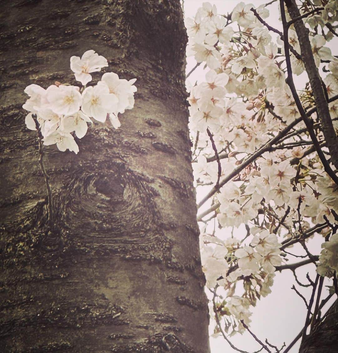 マサイのインスタグラム：「桜いいね👍🌸」