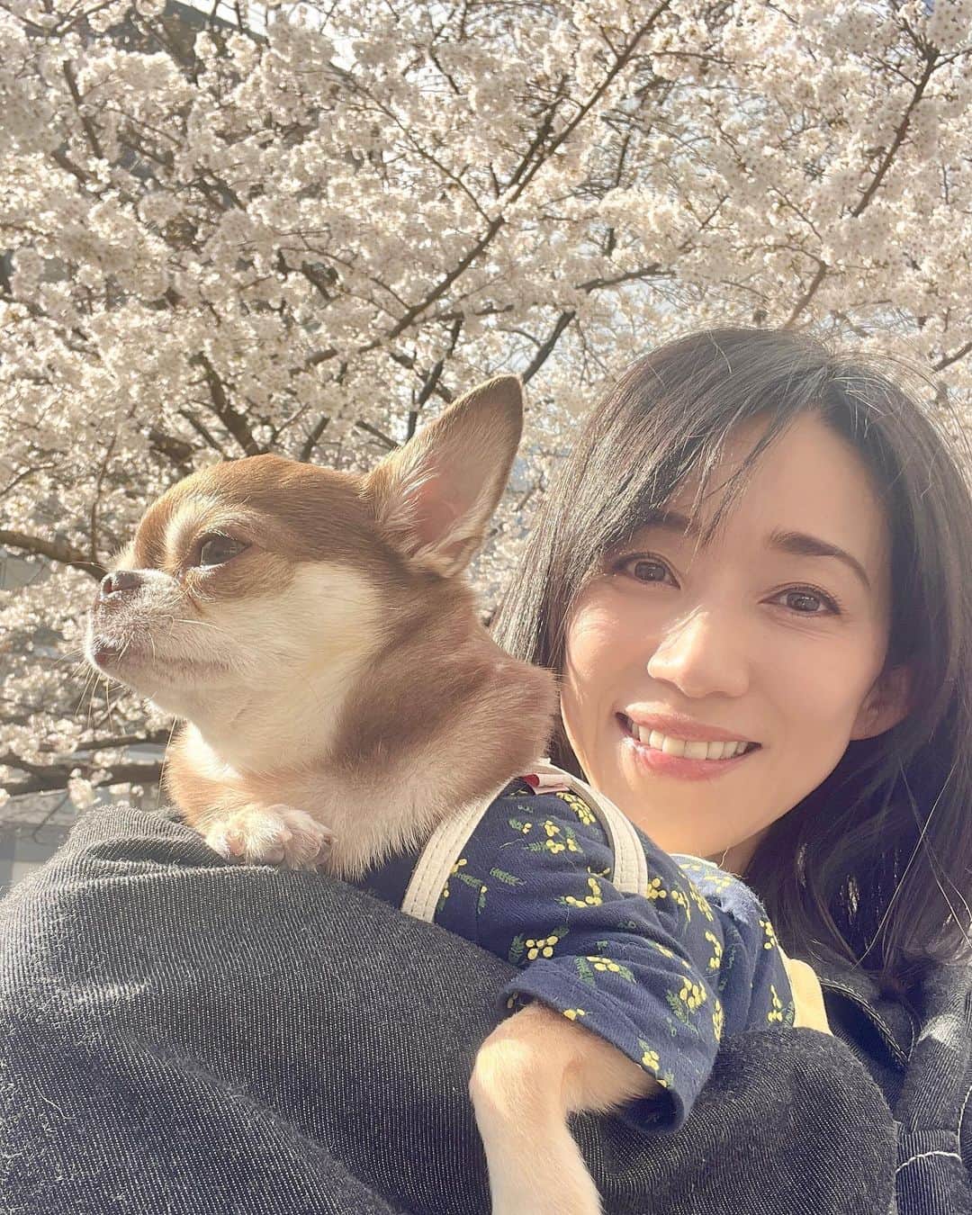 川田希のインスタグラム：「近所で1番最初に満開になる桜の木🌸  せっかく咲いてきたのに明後日から雨予報で、散ってしまわないか心配💦」