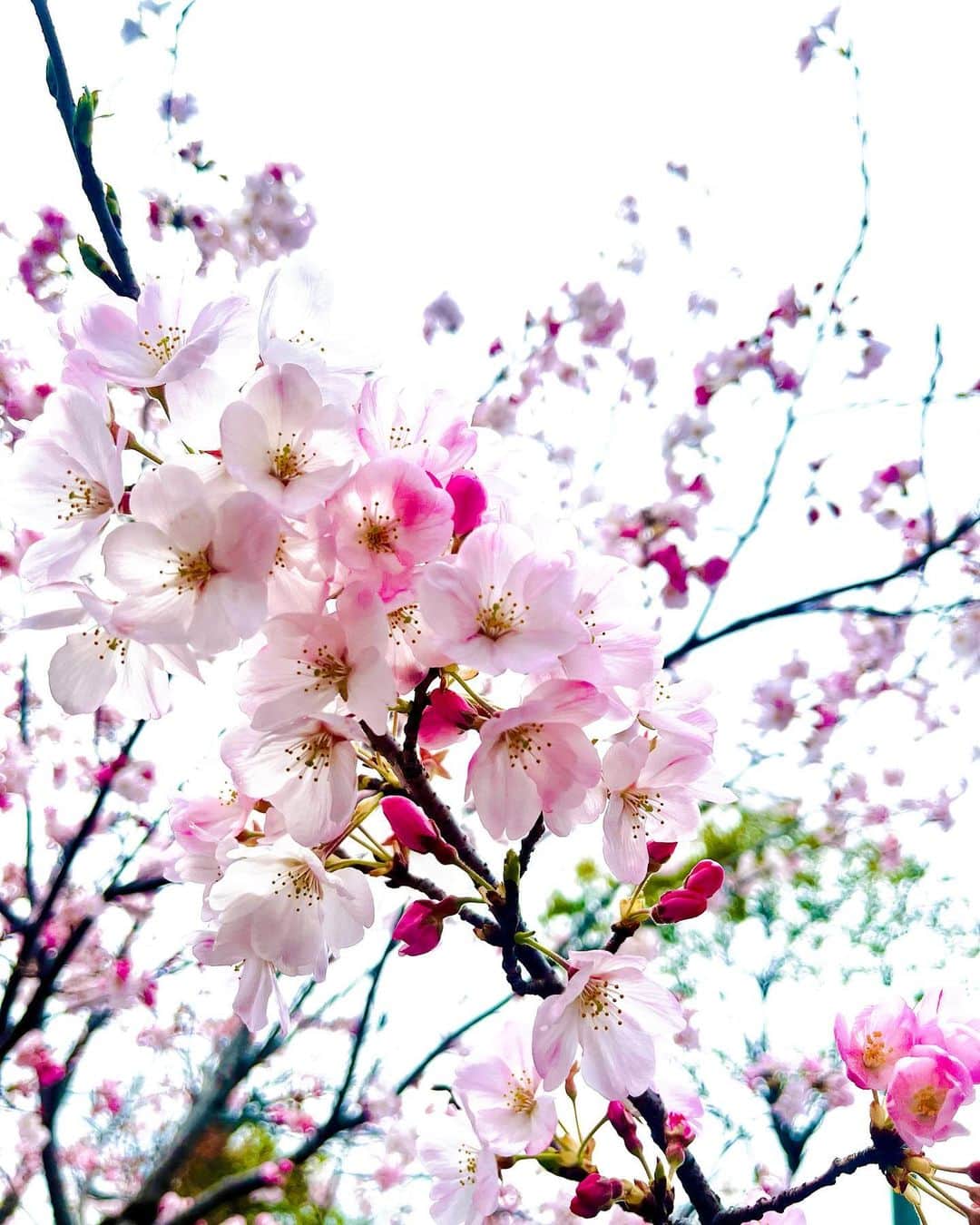 池田裕子さんのインスタグラム写真 - (池田裕子Instagram)「咲いてるぅー🌸」3月21日 15時50分 - kurimushiyoukan