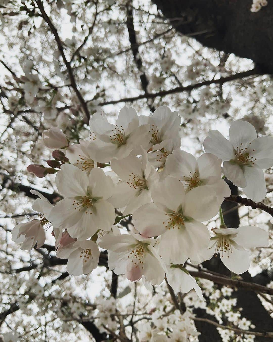 野島健児さんのインスタグラム写真 - (野島健児Instagram)「通りすがり」3月21日 15時56分 - nojima_kenji