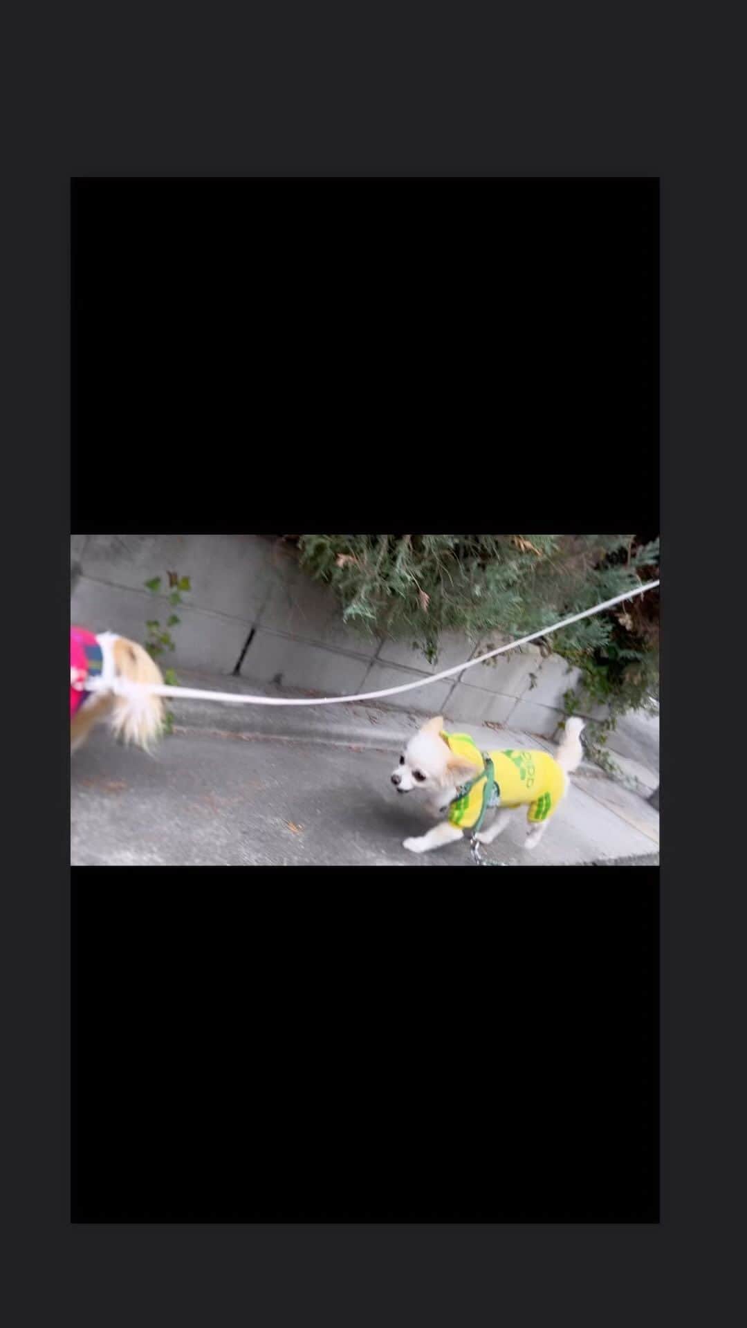 若月雅のインスタグラム：「. #Chihuahua #dogsofinstagram  #happy #🐶」