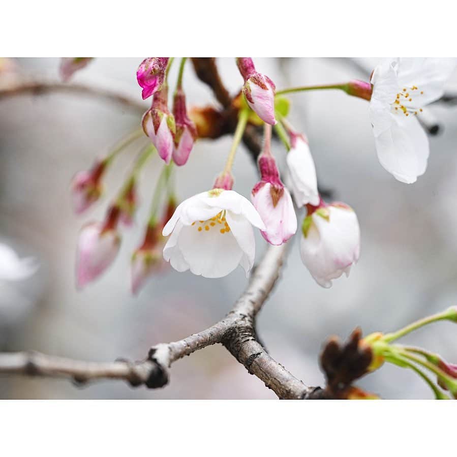 石井美保さんのインスタグラム写真 - (石井美保Instagram)「桜パトロール 今日はあいにくの曇りです」3月21日 16時40分 - miho_ishii