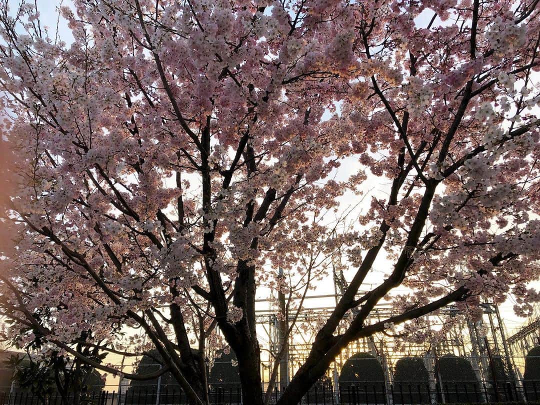 HI-Dのインスタグラム：「地元の神社に⛩お参り行ってきた。 みんなで楽しく笑顔でいられますように。😊  #hometown #西東京市 #cherryblossom #感謝 #一粒万倍日 #天赦日 #寅の日 #トリプル最強開運日 #春分の日 #春」